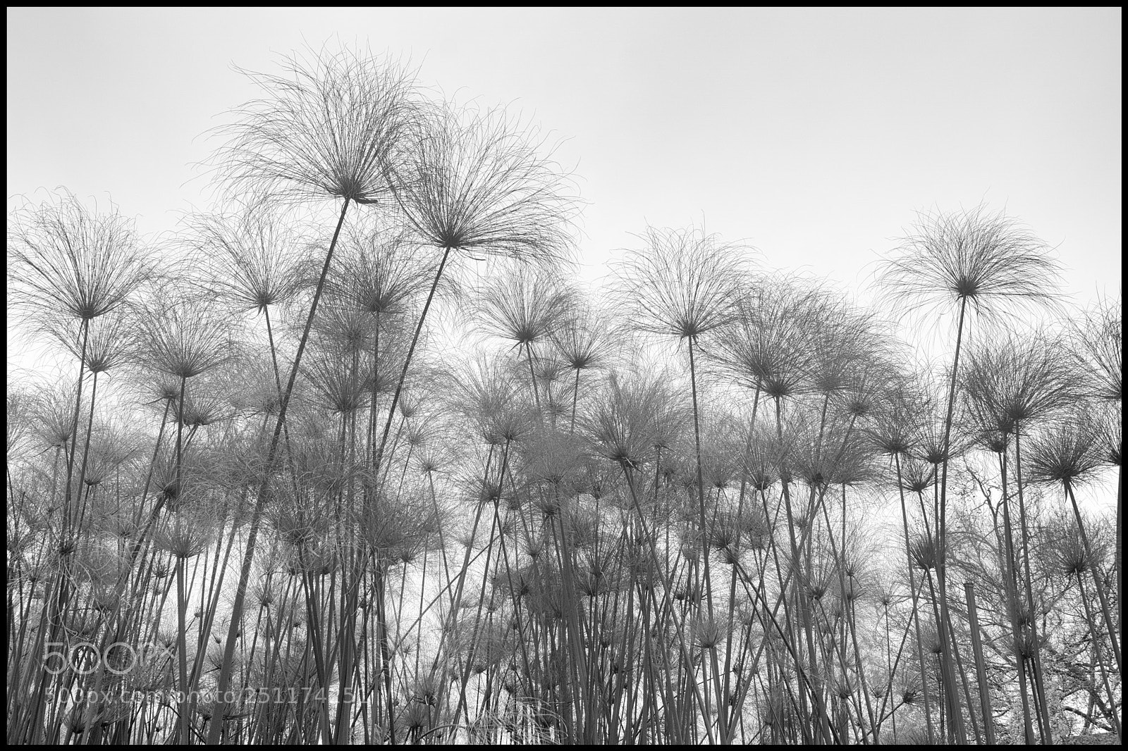 Sony ILCA-77M2 sample photo. Yerba buena gardens photography