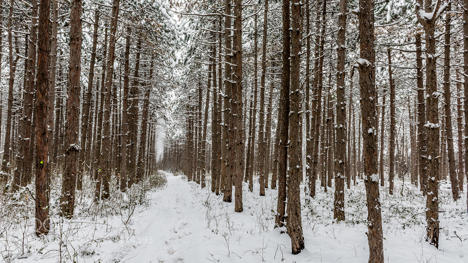 Nikon D7200 sample photo. Snowy pine forest photography