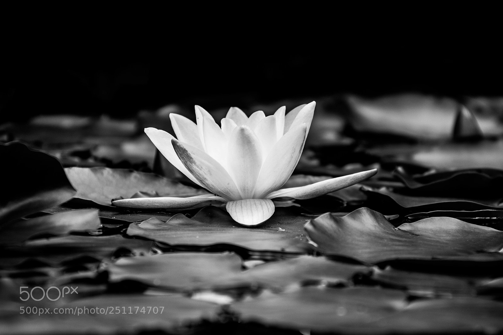 Canon EOS 450D (EOS Rebel XSi / EOS Kiss X2) sample photo. The waterlily photography