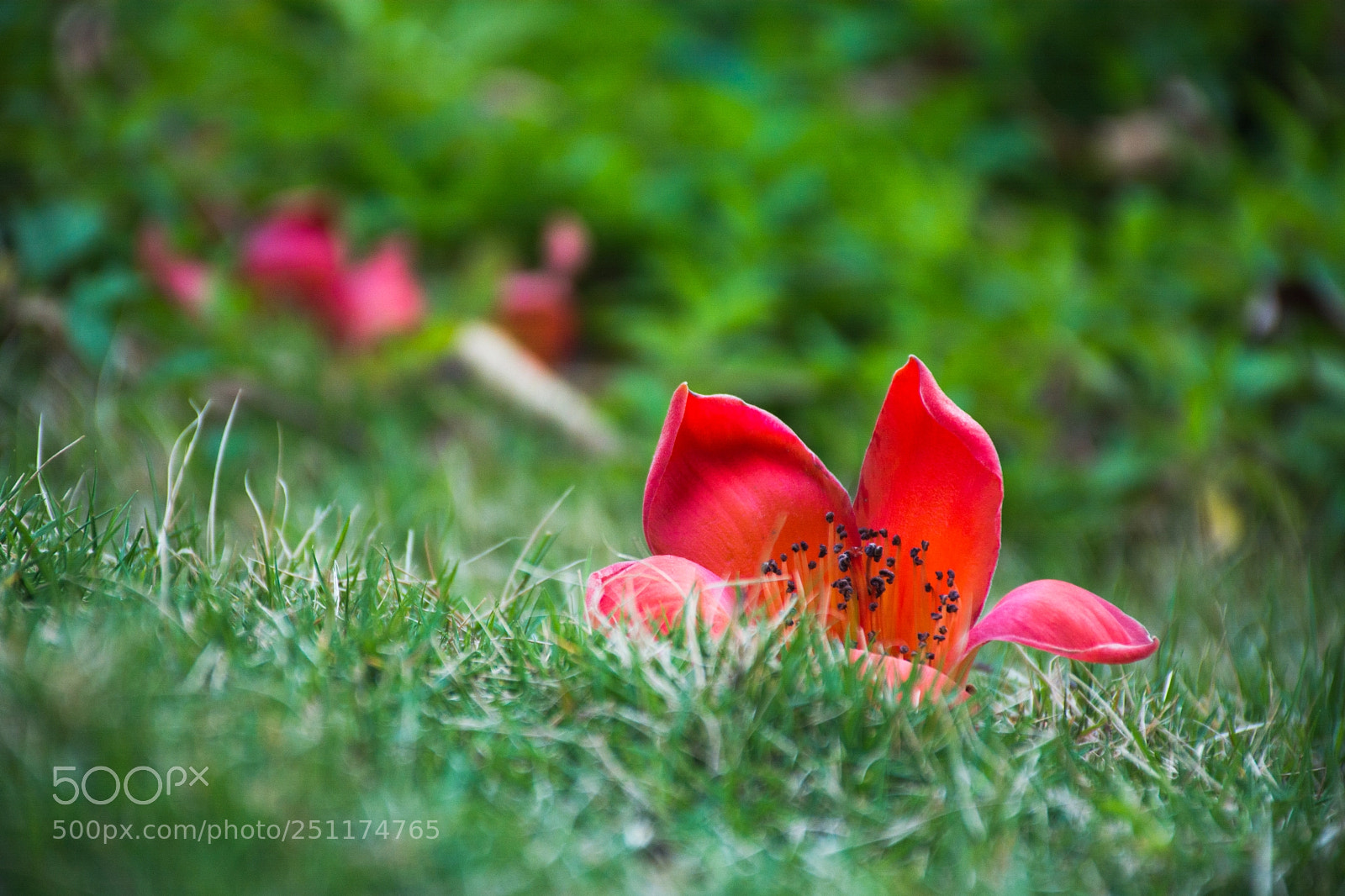Nikon D7100 sample photo. Untitled photography