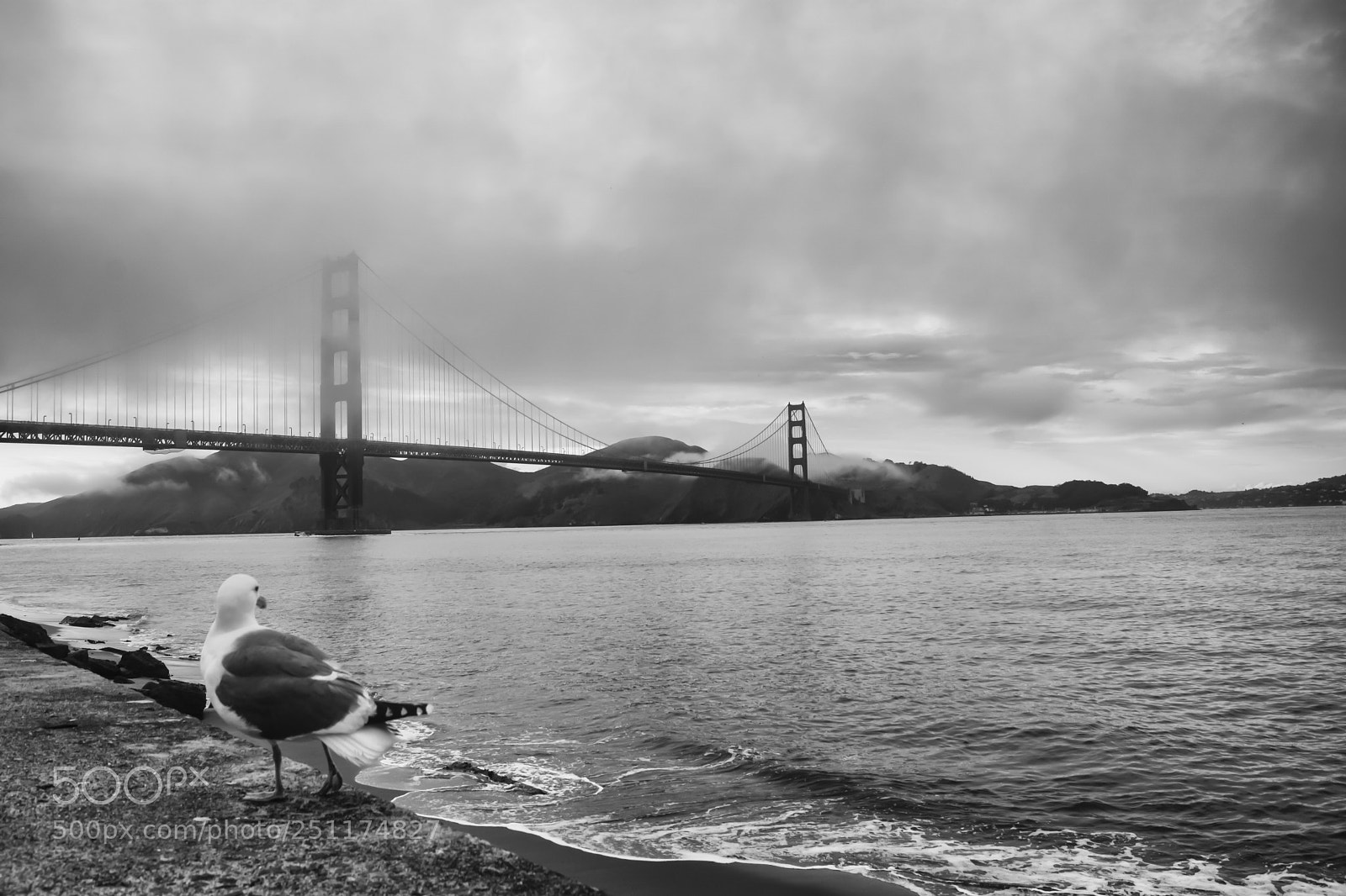 Sony ILCA-77M2 sample photo. Golden gate seagull photography