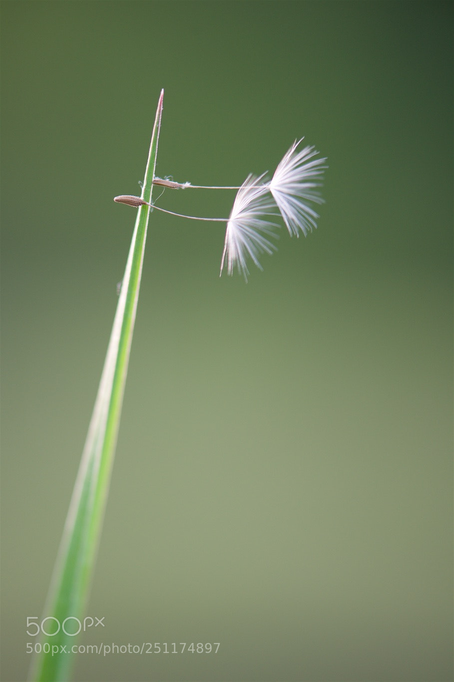Nikon D810 sample photo. Waiting for wind. photography