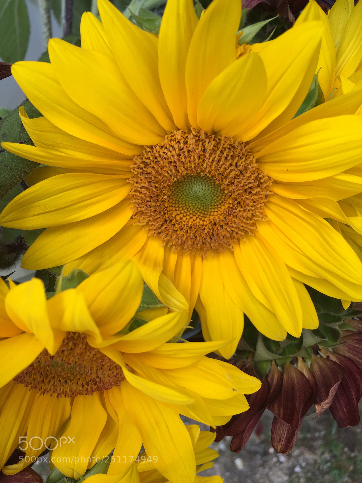 Apple iPhone 6 sample photo. Remembering summer  ? photography