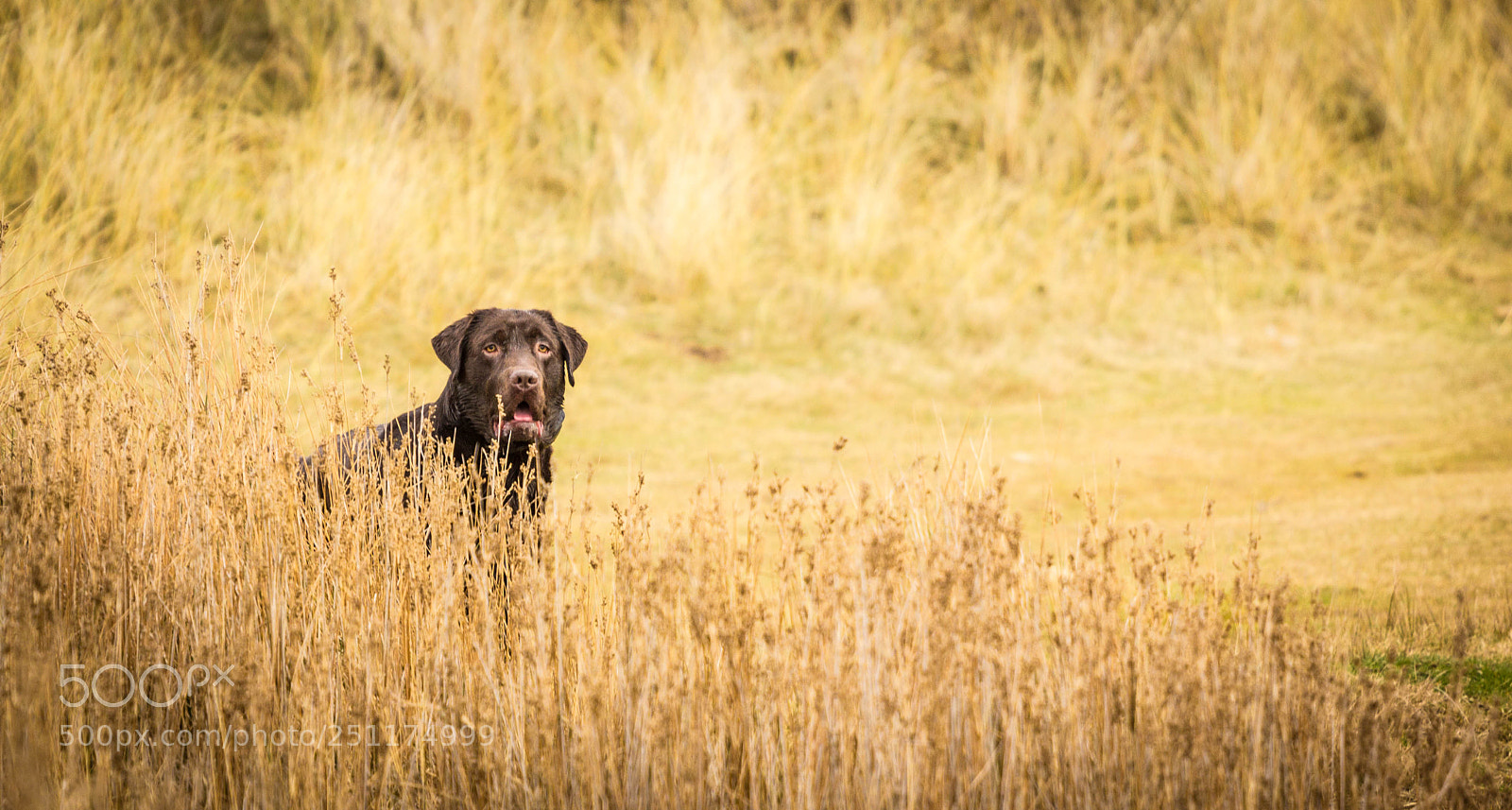 Canon EOS 60D sample photo. Alfie stalking at talacre photography
