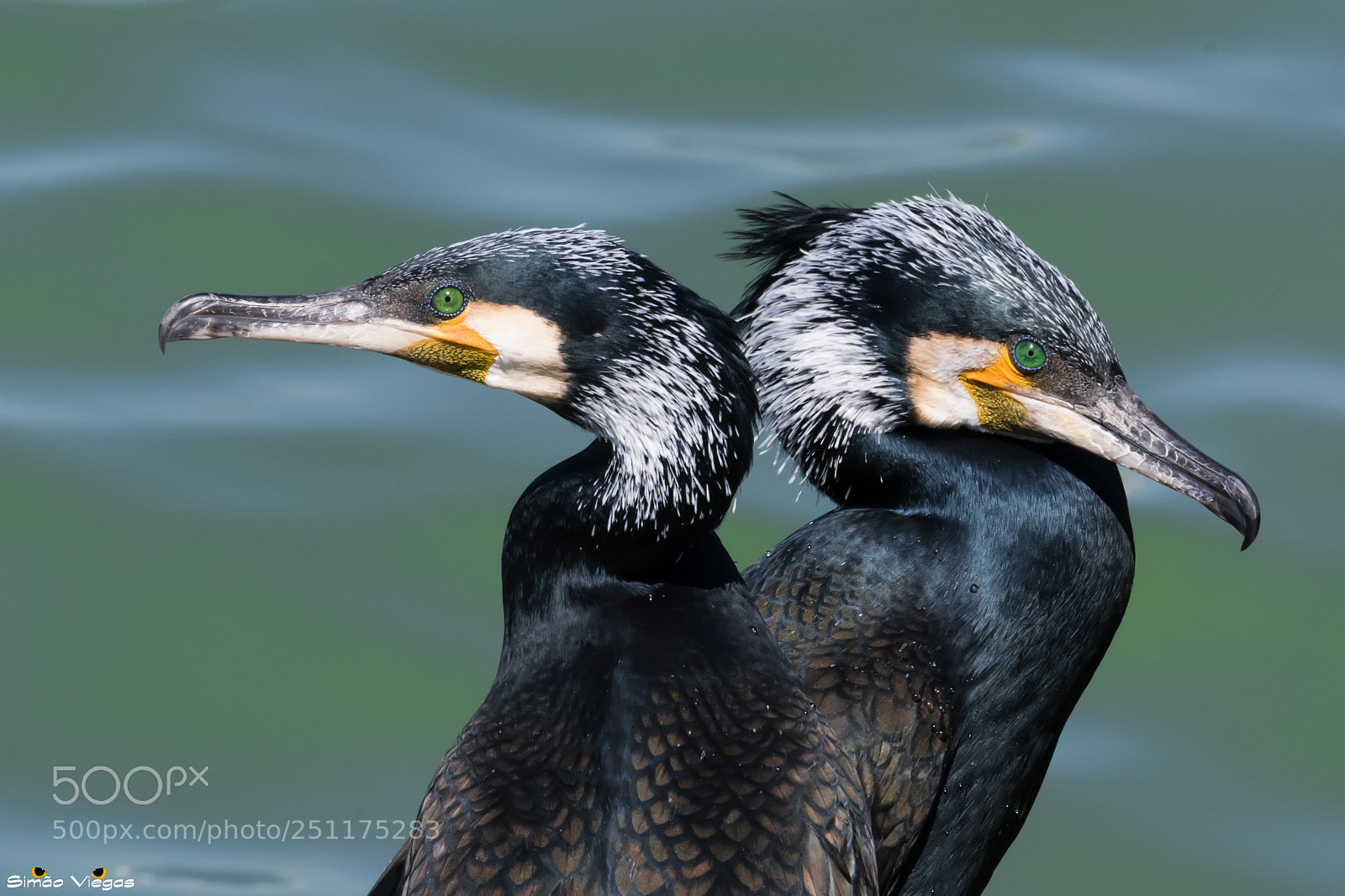 Nikon D500 sample photo. Cormorant photography