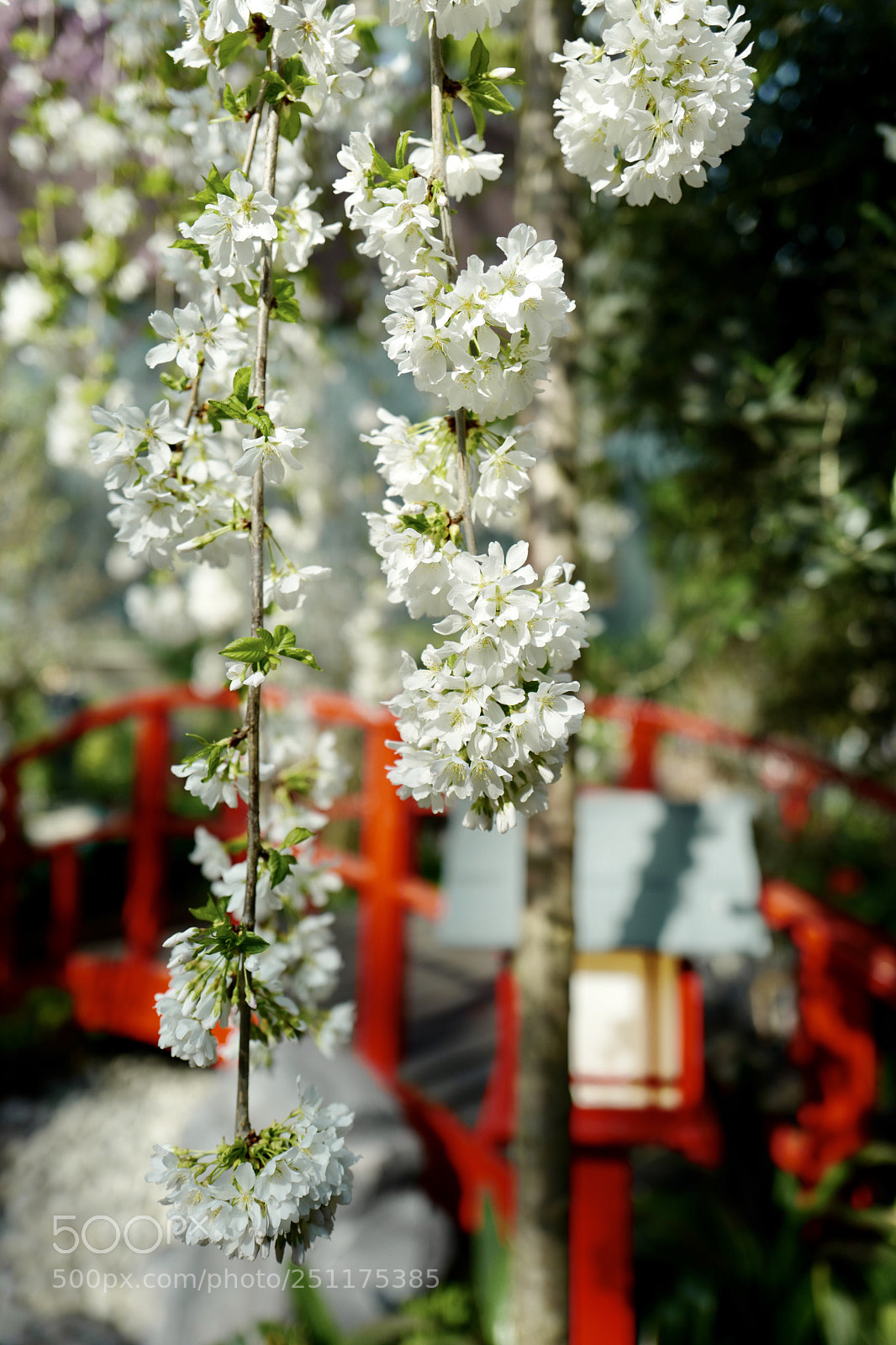Leica Q (Typ 116) sample photo. Sakura drops photography