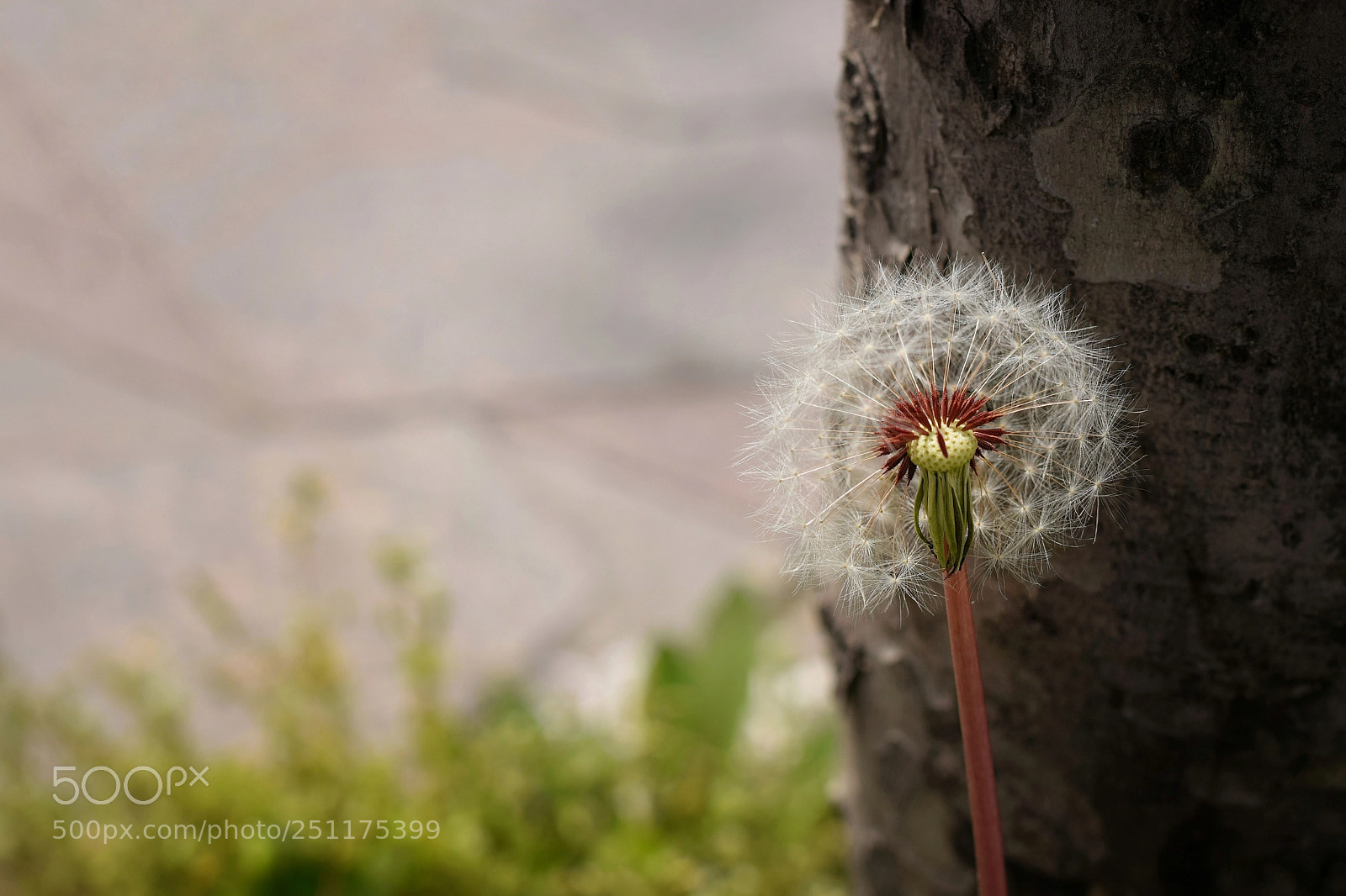 Nikon D5300 sample photo. Hope photography