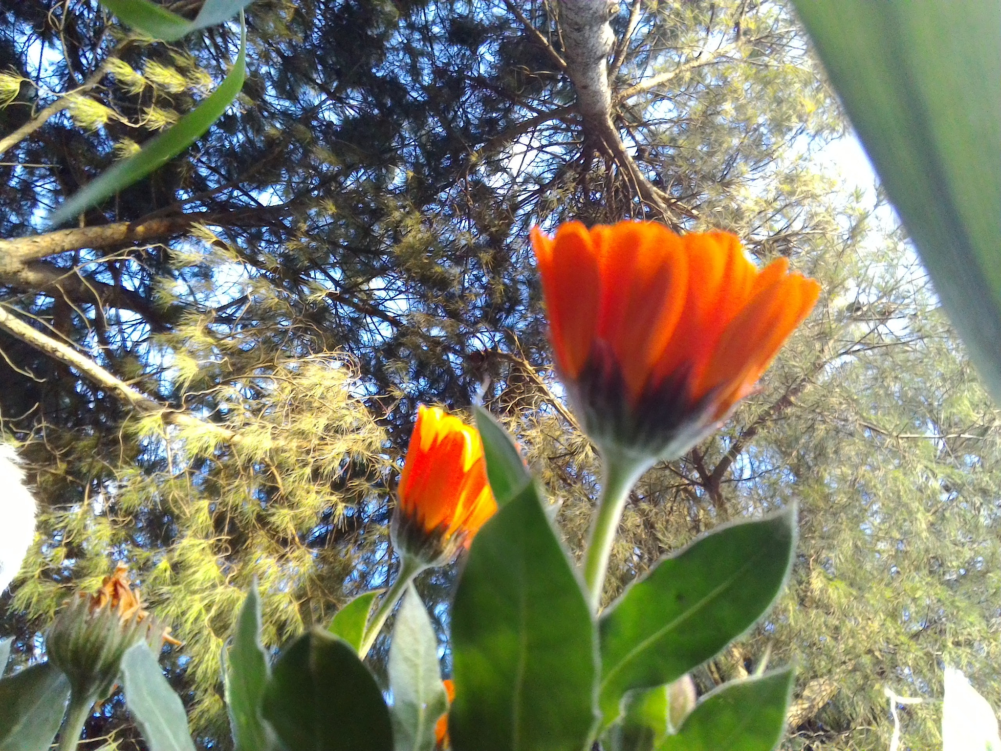 ASUS ZenFone 2 (ZE551ML) sample photo