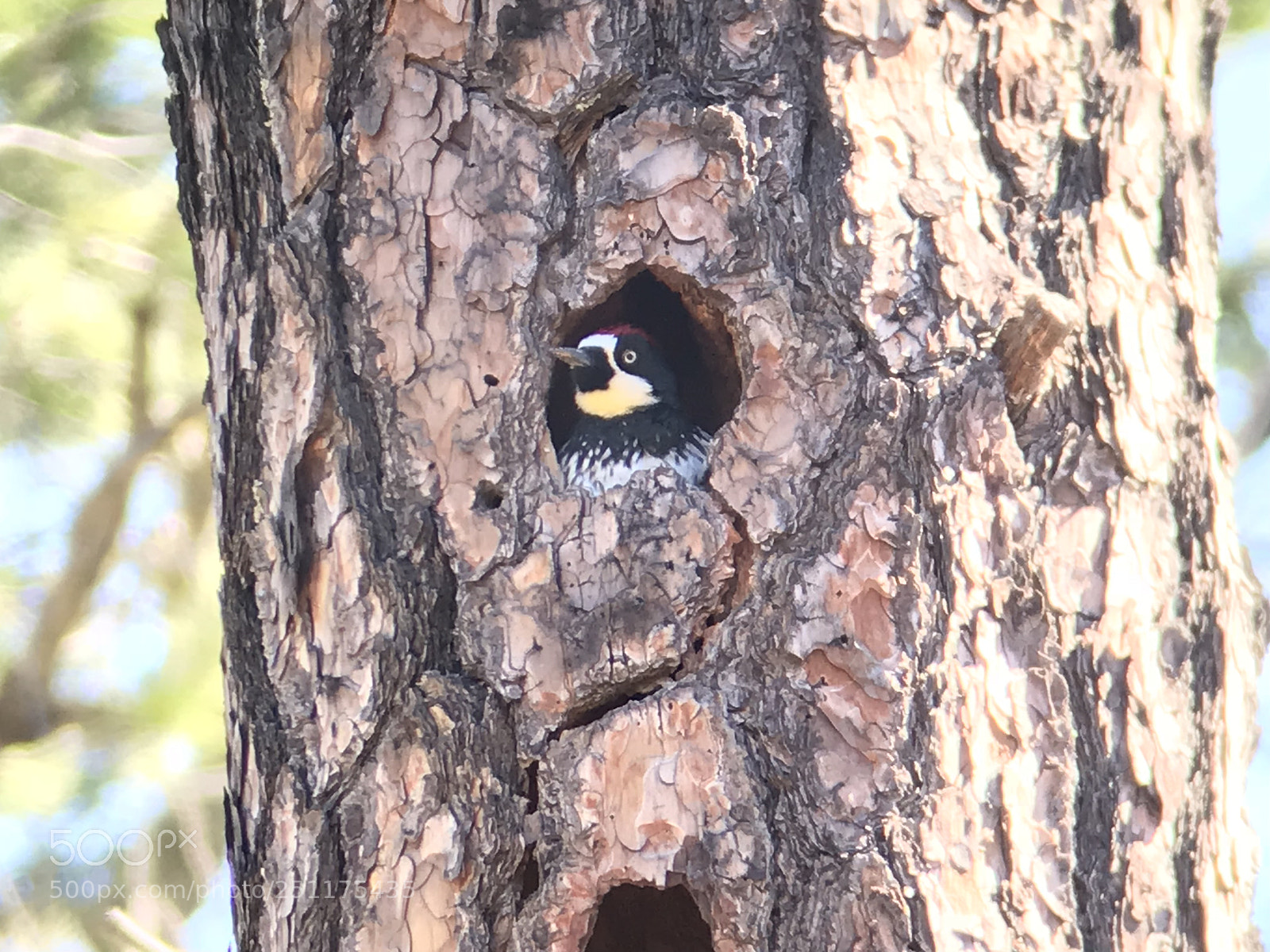 Apple iPhone 7 Plus sample photo. El vigilante: acorn woodpecker. photography