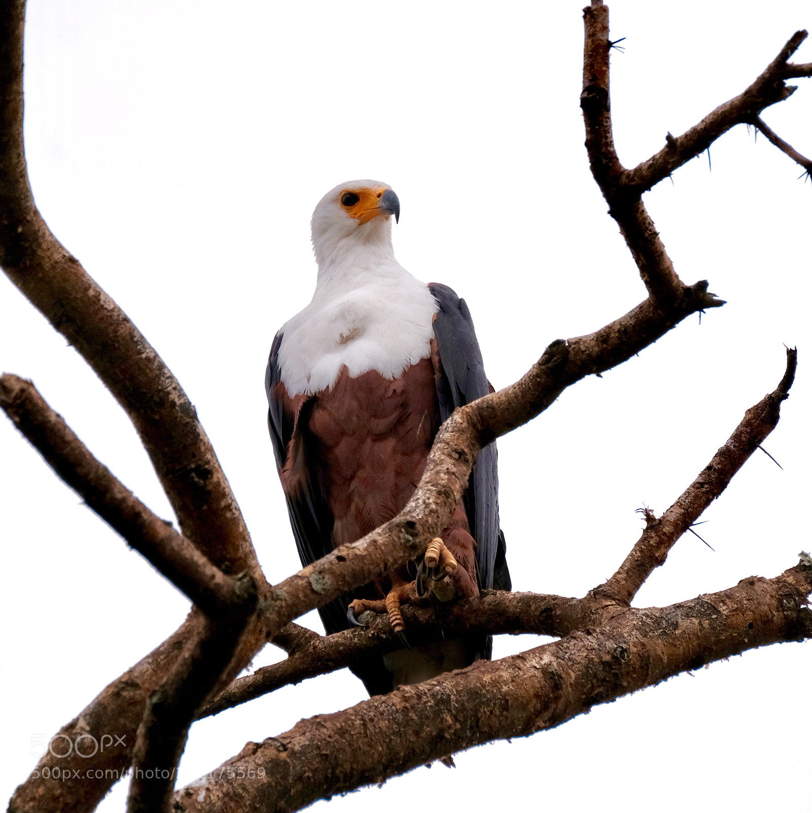 Fujifilm X-T2 sample photo. Another bird photography
