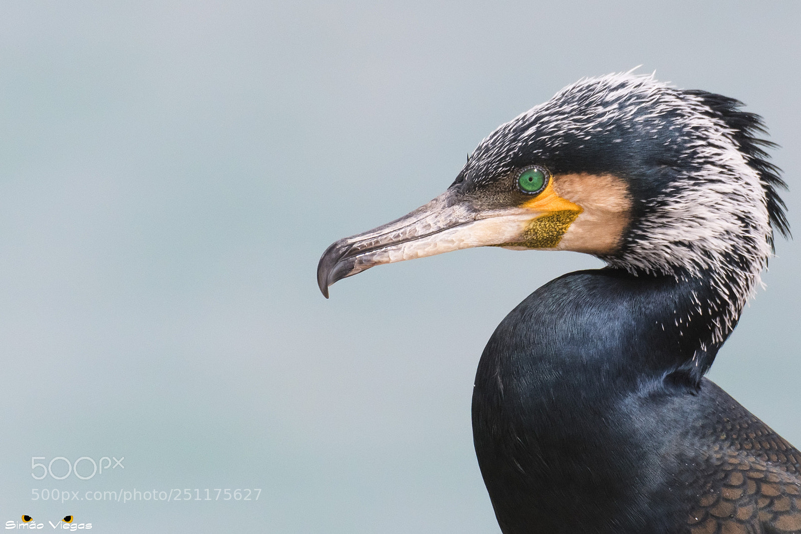 Nikon D500 sample photo. Cormorant photography