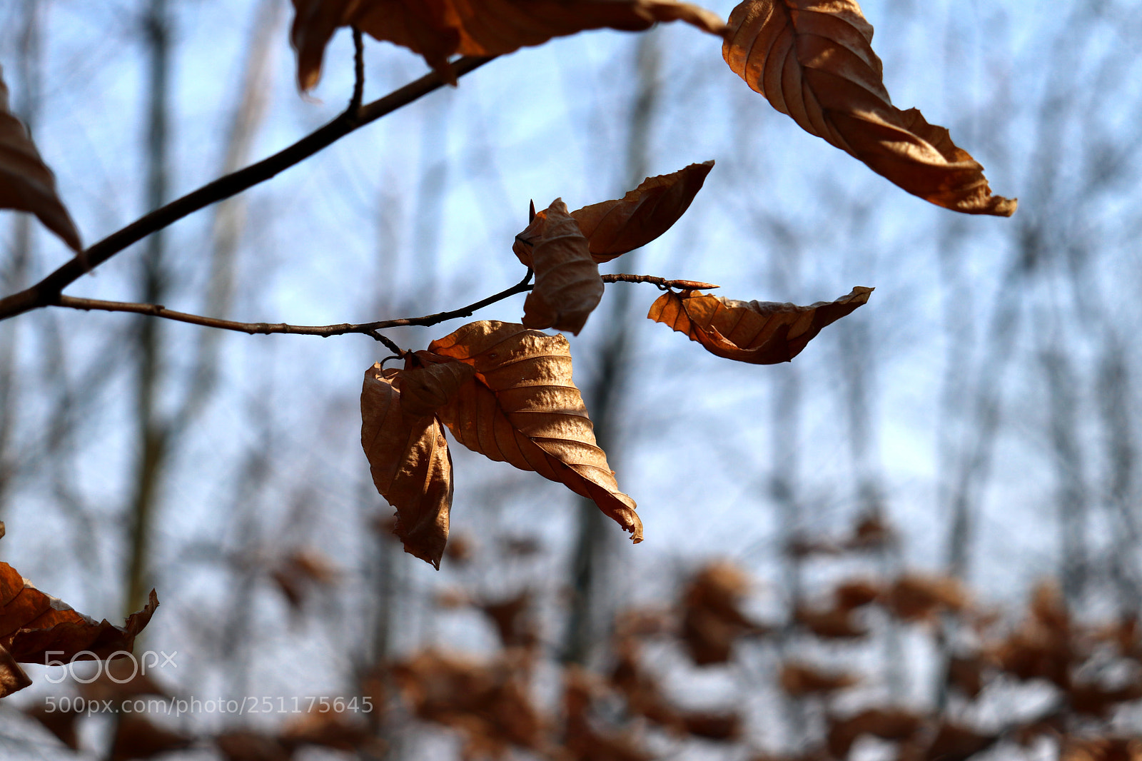 Canon EOS 200D (EOS Rebel SL2 / EOS Kiss X9) sample photo. Bye bye winter photography