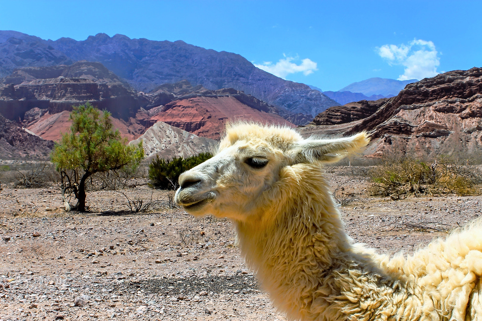 Canon EOS 1100D (EOS Rebel T3 / EOS Kiss X50) sample photo. Andes argentine photography