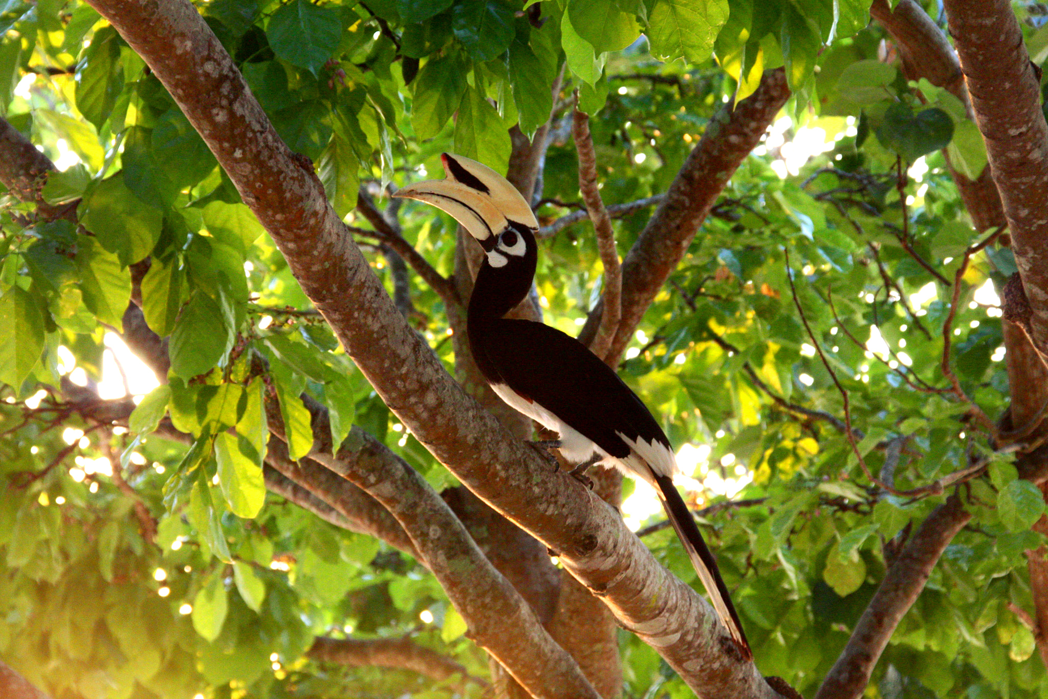 Canon EOS 450D (EOS Rebel XSi / EOS Kiss X2) + Sigma 18-200mm f/3.5-6.3 DC OS sample photo. Hornbill during sunrise photography