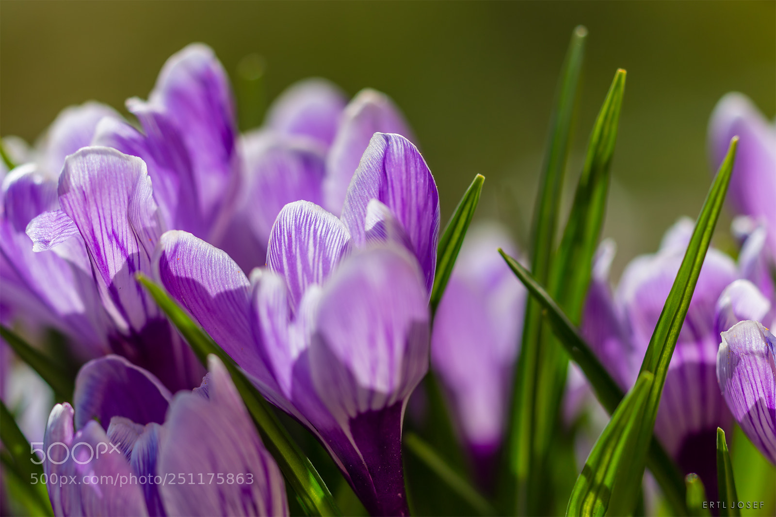 Canon EOS 70D sample photo. Frühlingsboten photography