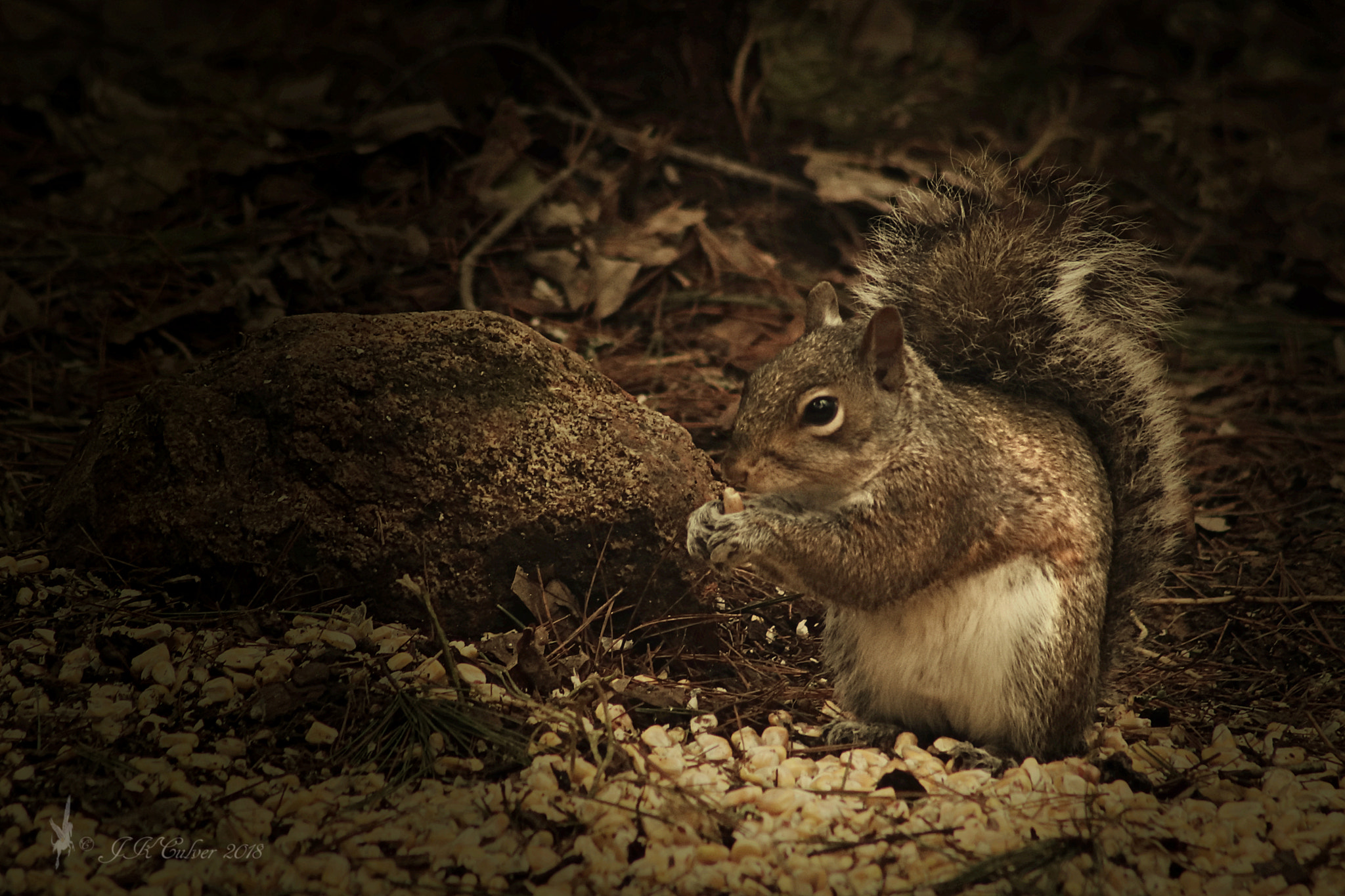 Canon EF 75-300mm f/4-5.6 sample photo. Here want some? photography