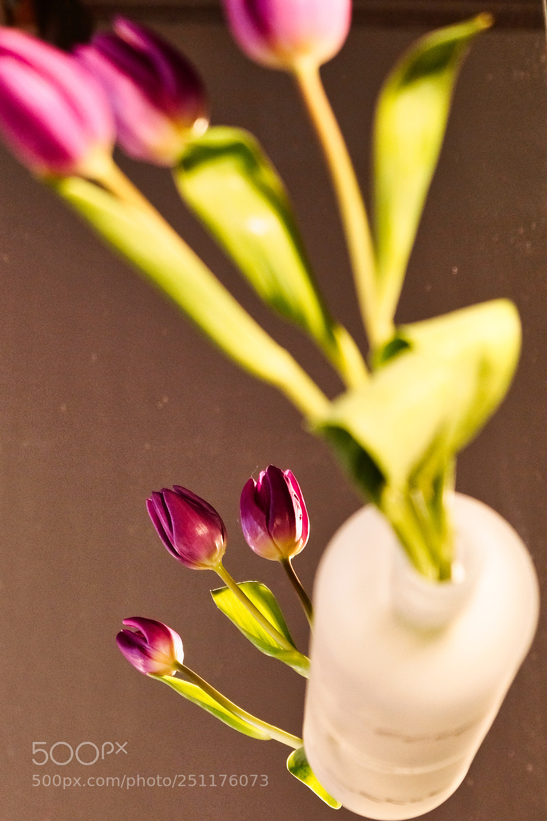 Fujifilm X-Pro2 sample photo. Tulips photography