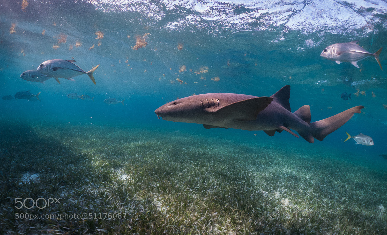 Sony DSC-RX100M5 sample photo. Nurse shark photography