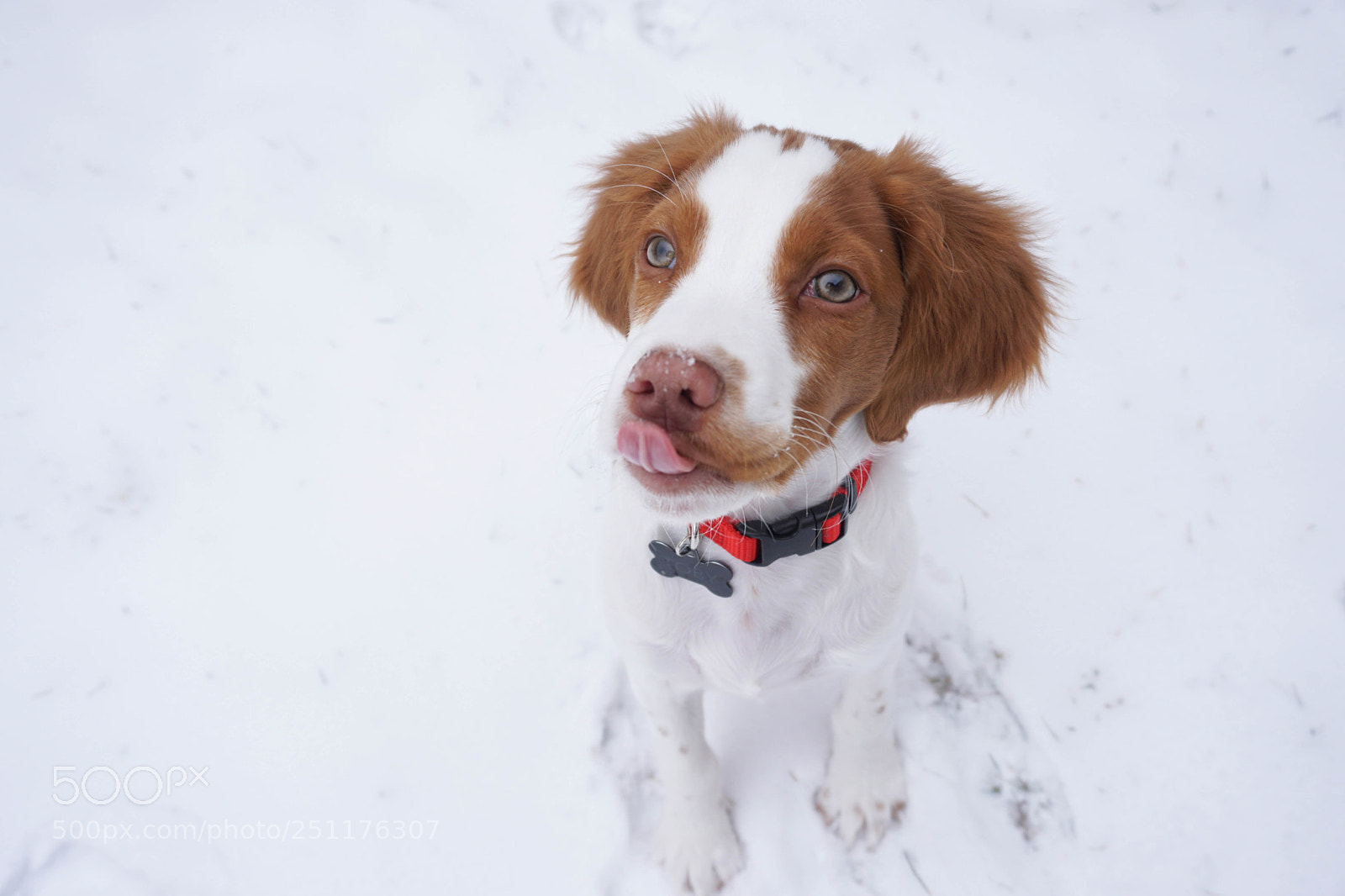 Sony a6000 sample photo. Catching snowflakes photography