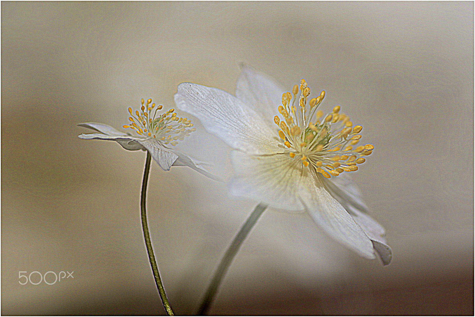 Tamron SP AF 90mm F2.8 Di Macro sample photo. Spring !! photography