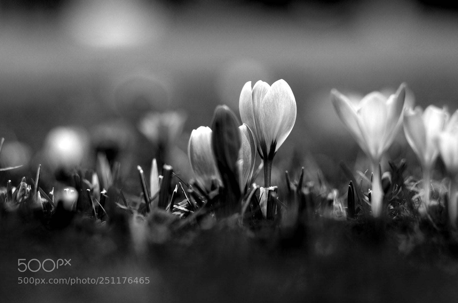 Pentax K-30 sample photo. Spring in black & white photography
