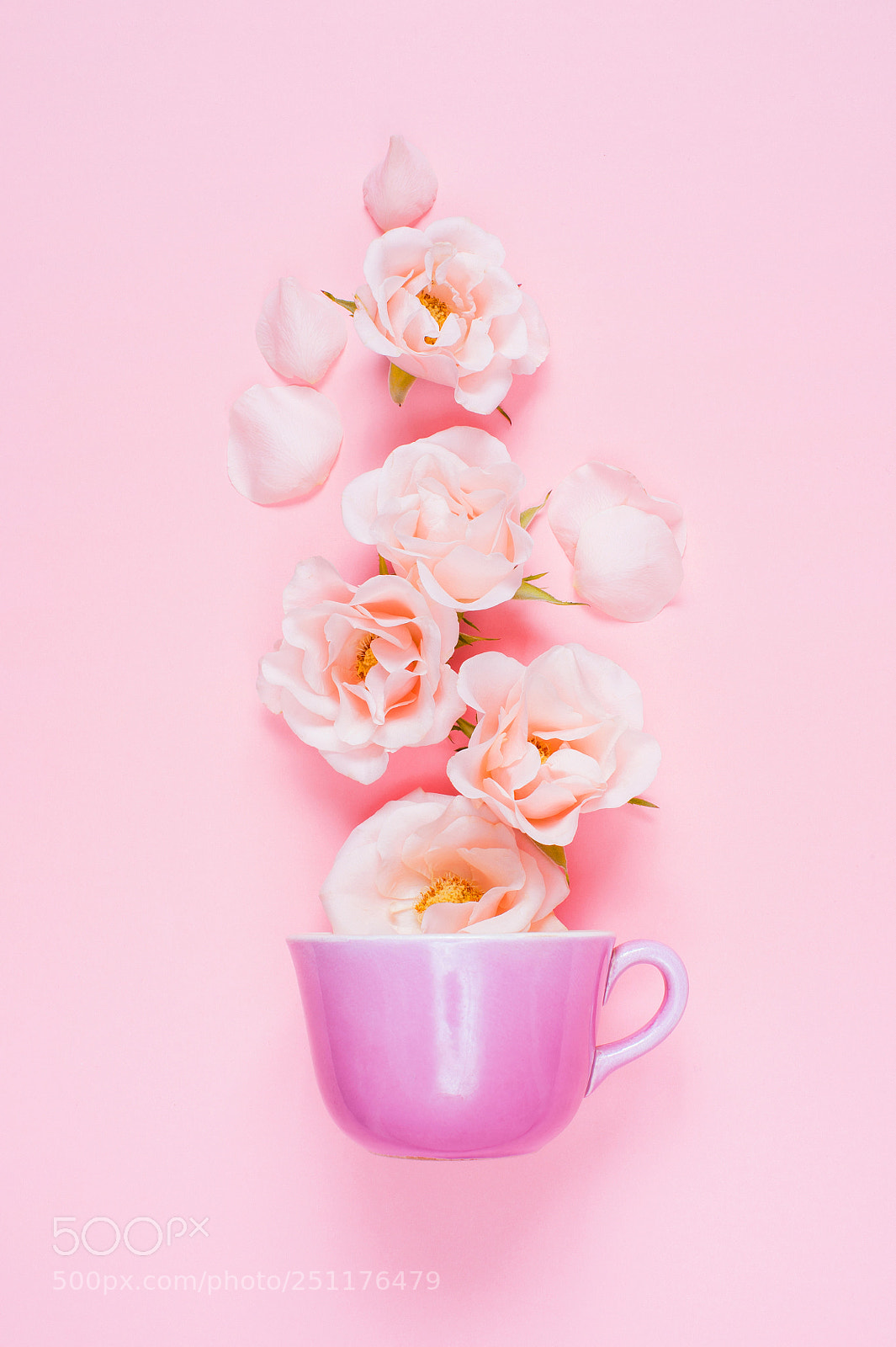 Nikon D700 sample photo. Fragrant rose tea photography