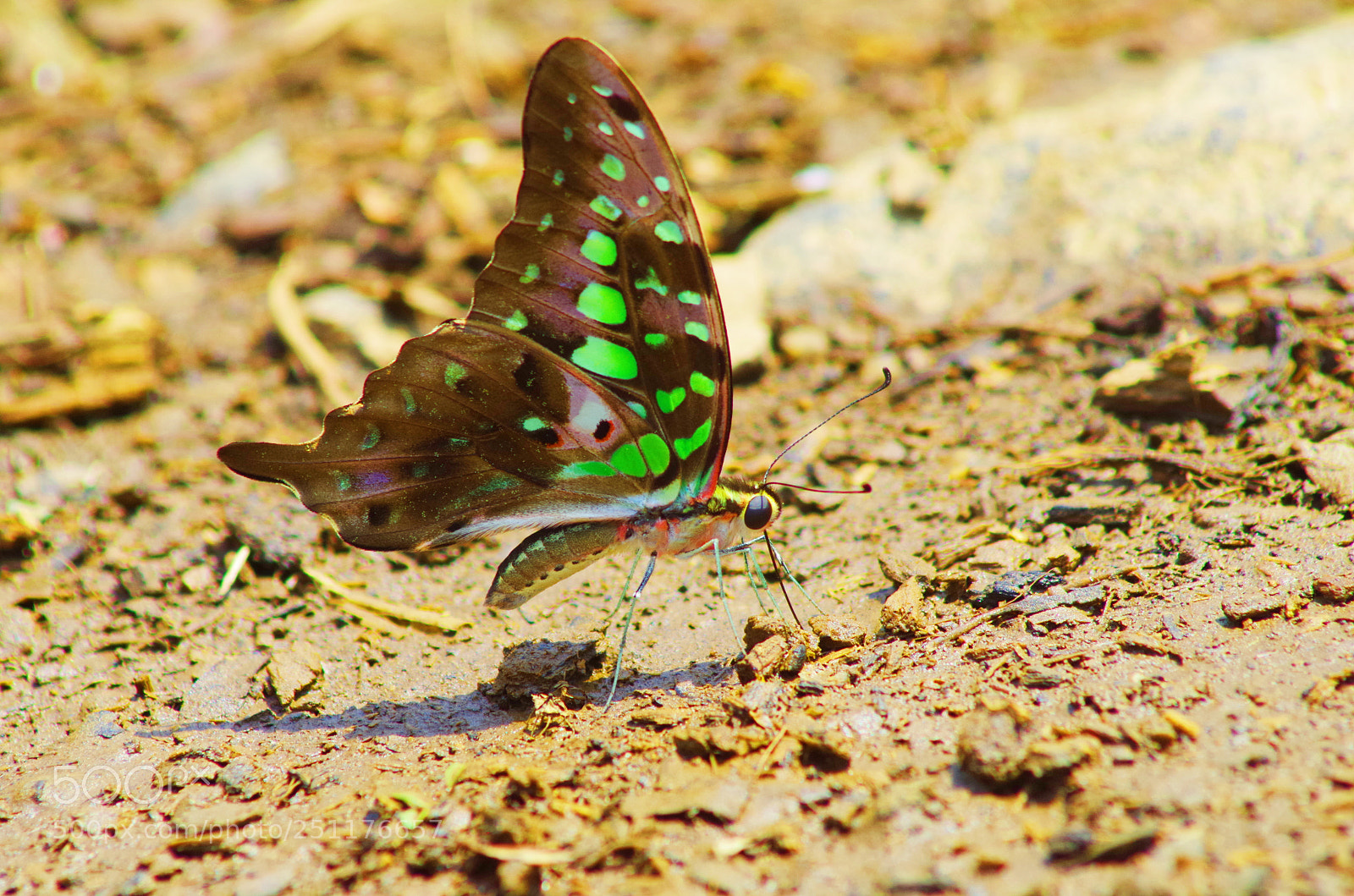 Pentax K-500 sample photo. Tailed jay ! photography