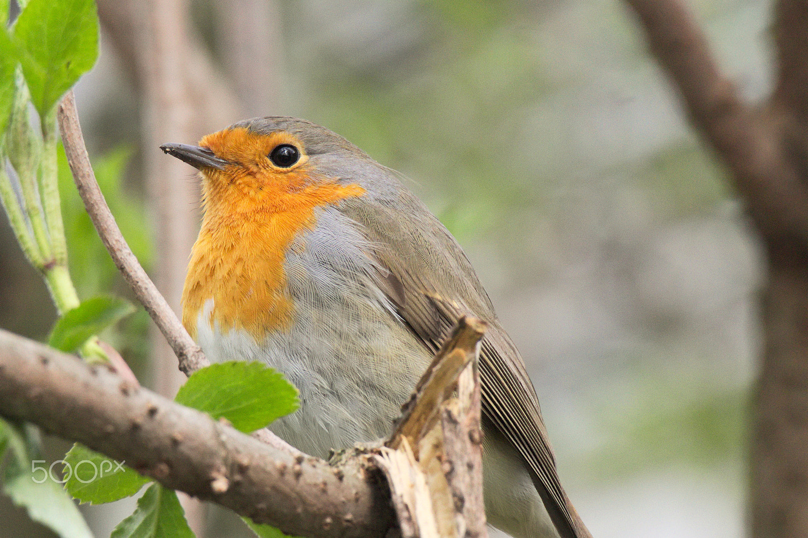 Canon EOS M10 sample photo. Robin- my camera got you photography