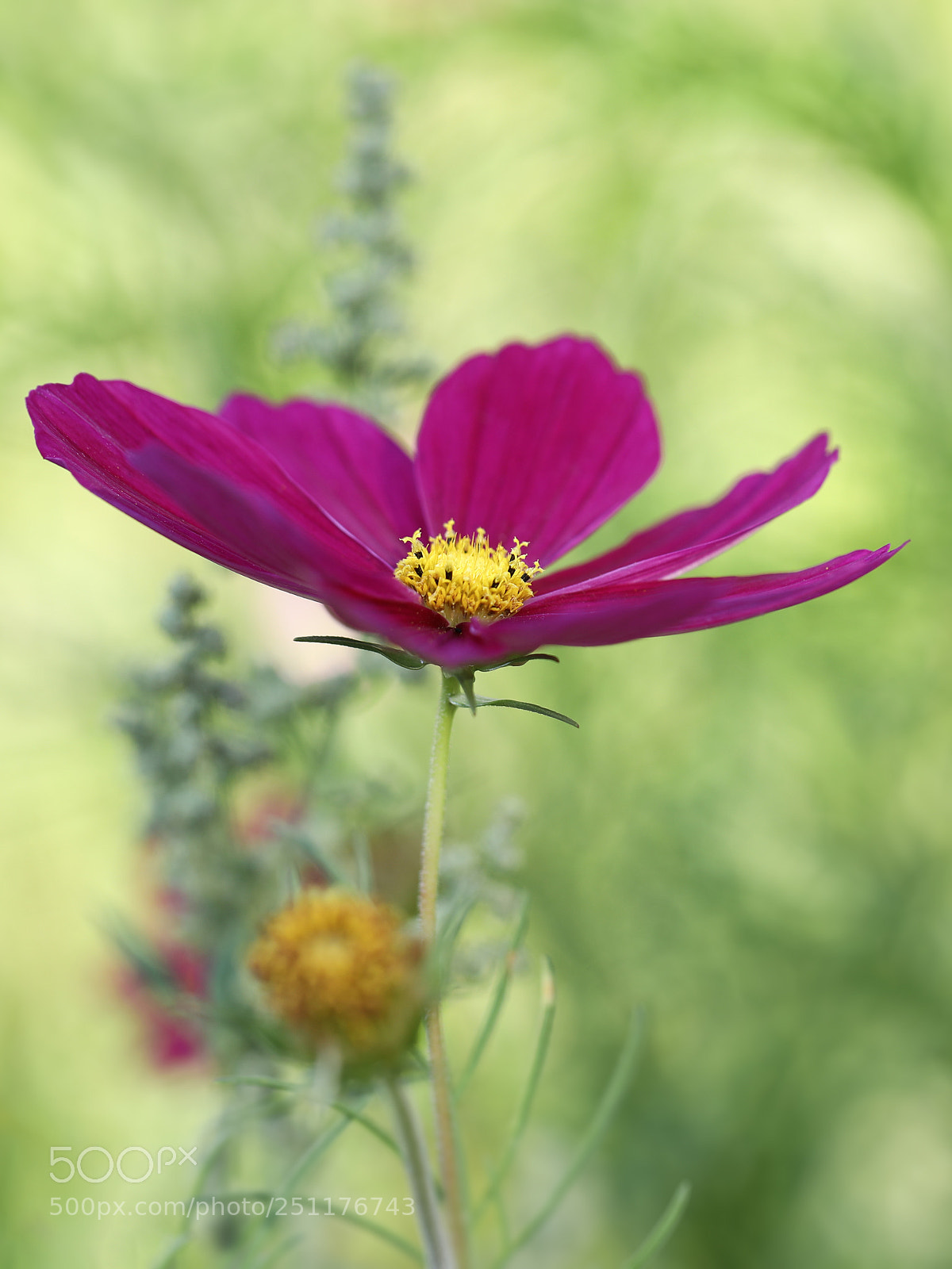Canon EOS 5D Mark IV sample photo. Longing for summer photography