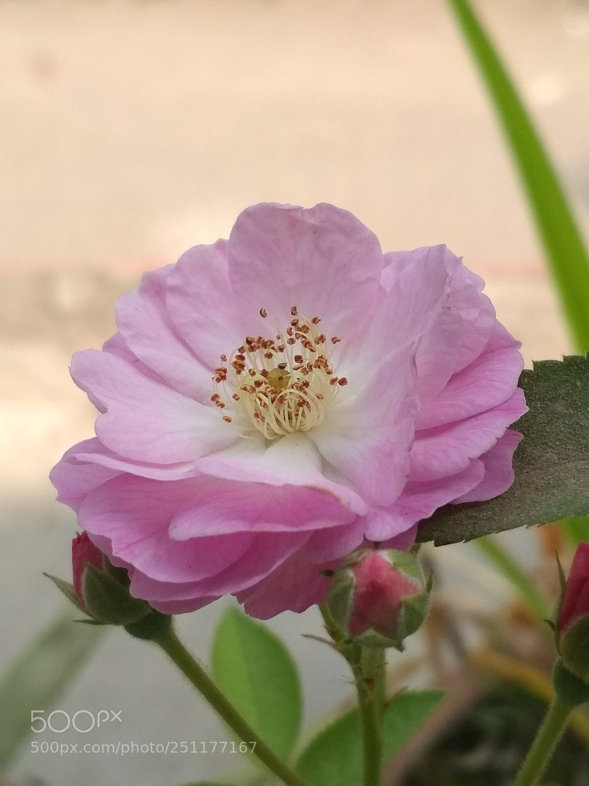 Xiaomi Redmi 4X sample photo. Untitled photography