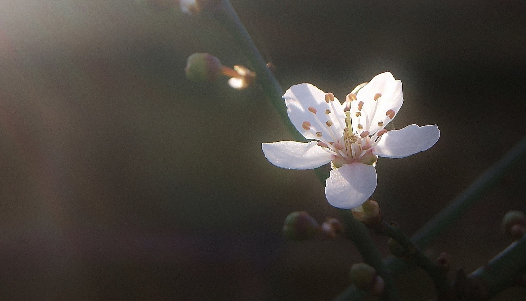 Sony Alpha DSLR-A380 sample photo. A wild white plum ... photography