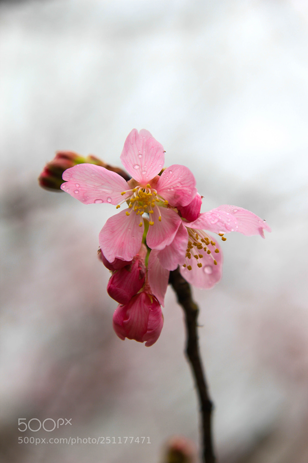 Canon EOS 550D (EOS Rebel T2i / EOS Kiss X4) sample photo. Pink. photography