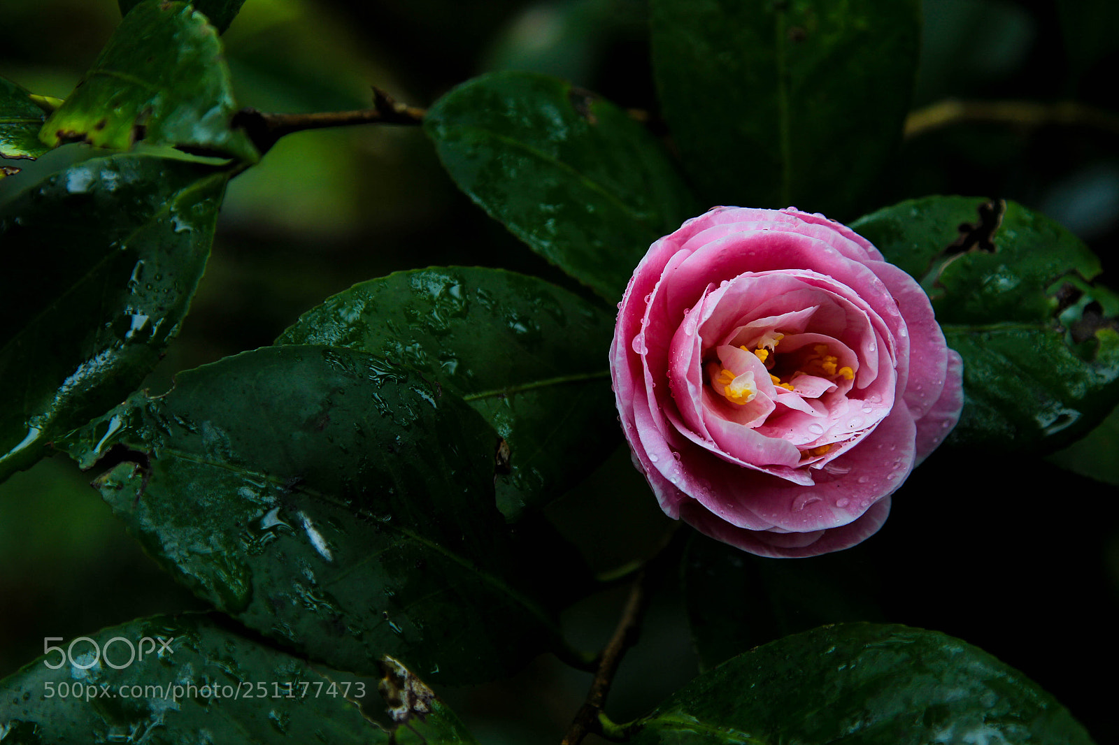 Canon EOS 550D (EOS Rebel T2i / EOS Kiss X4) sample photo. Beauty in gloom photography