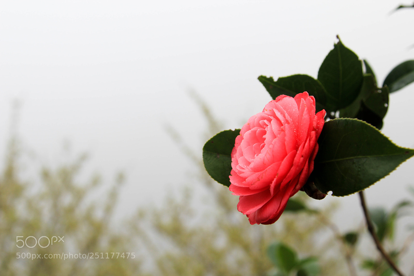 Canon EOS 550D (EOS Rebel T2i / EOS Kiss X4) sample photo. Blossom photography