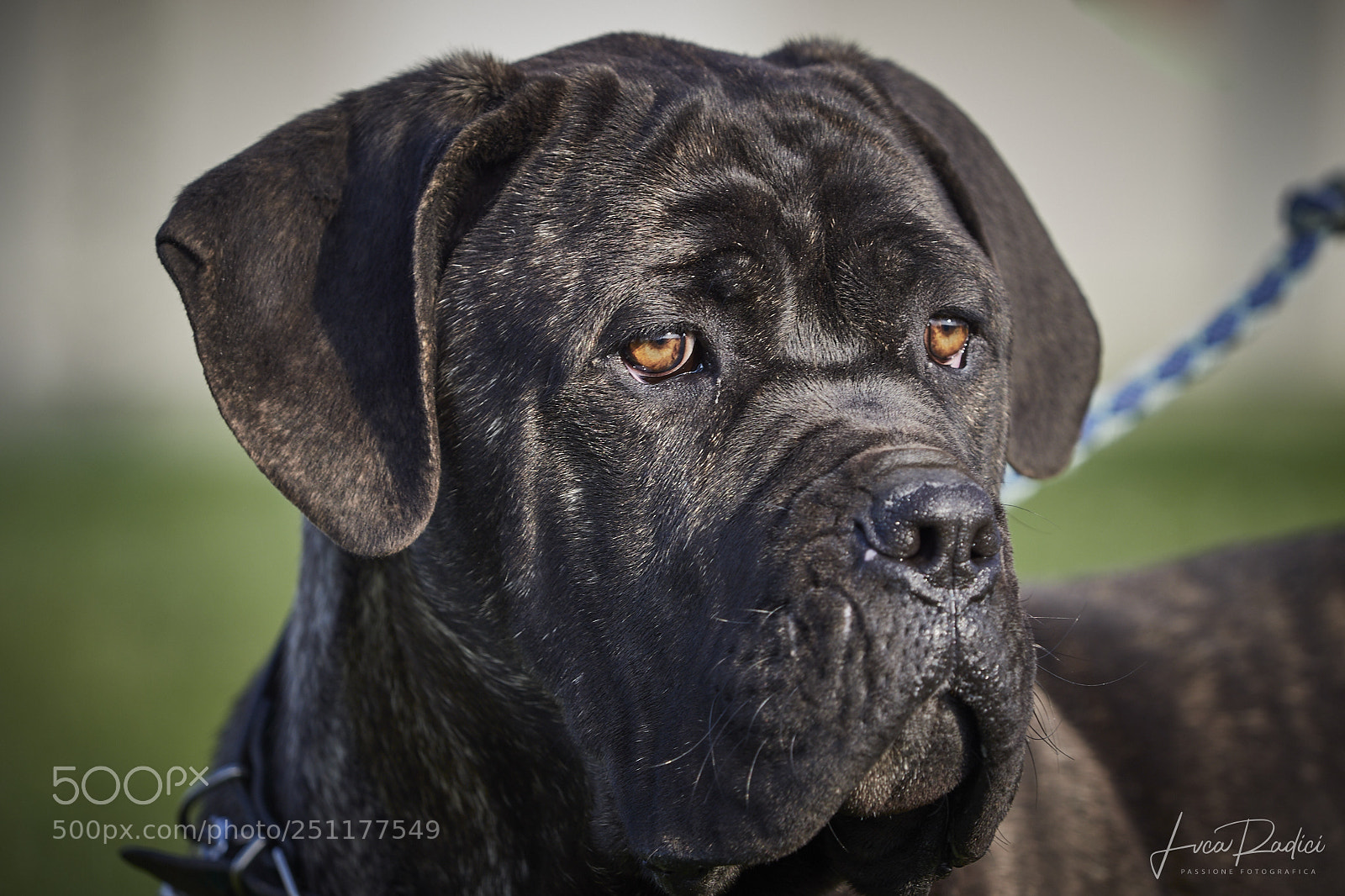 Olympus OM-D E-M1 Mark II sample photo. Funny dog photography