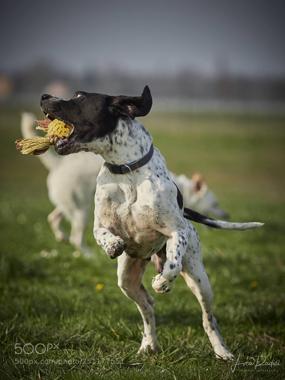 Olympus OM-D E-M1 Mark II sample photo. Funny dog photography