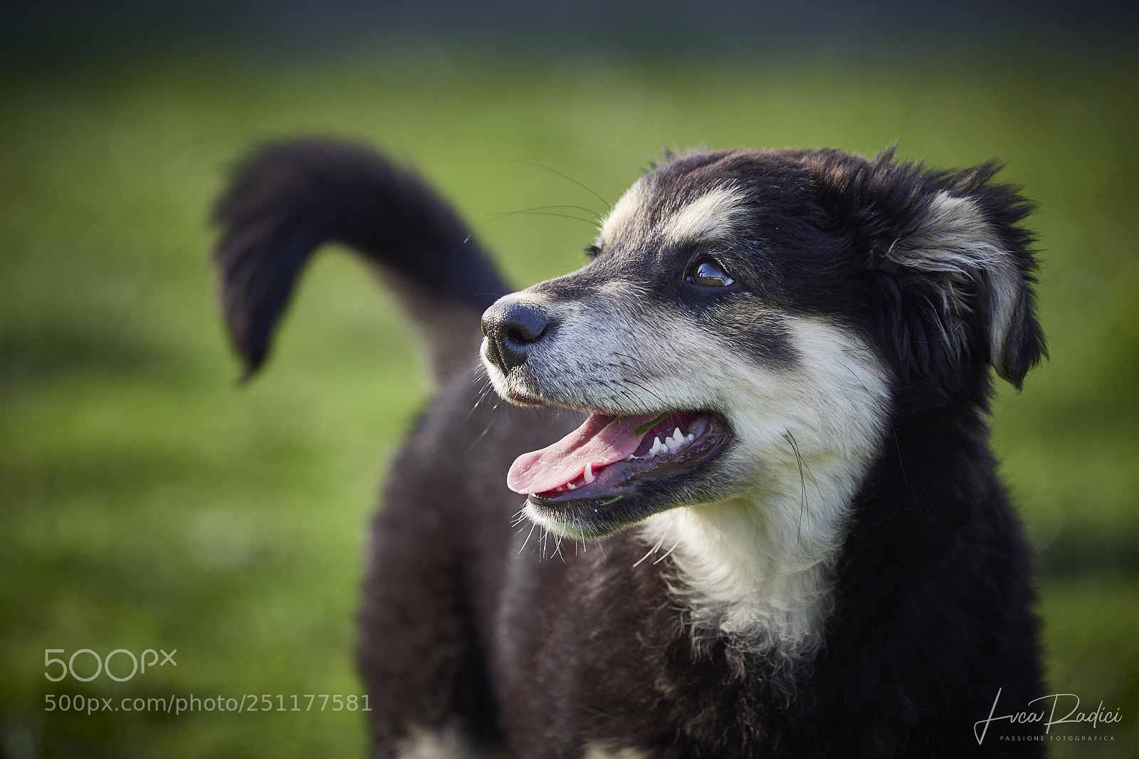 Olympus OM-D E-M1 Mark II sample photo. Funny dog photography