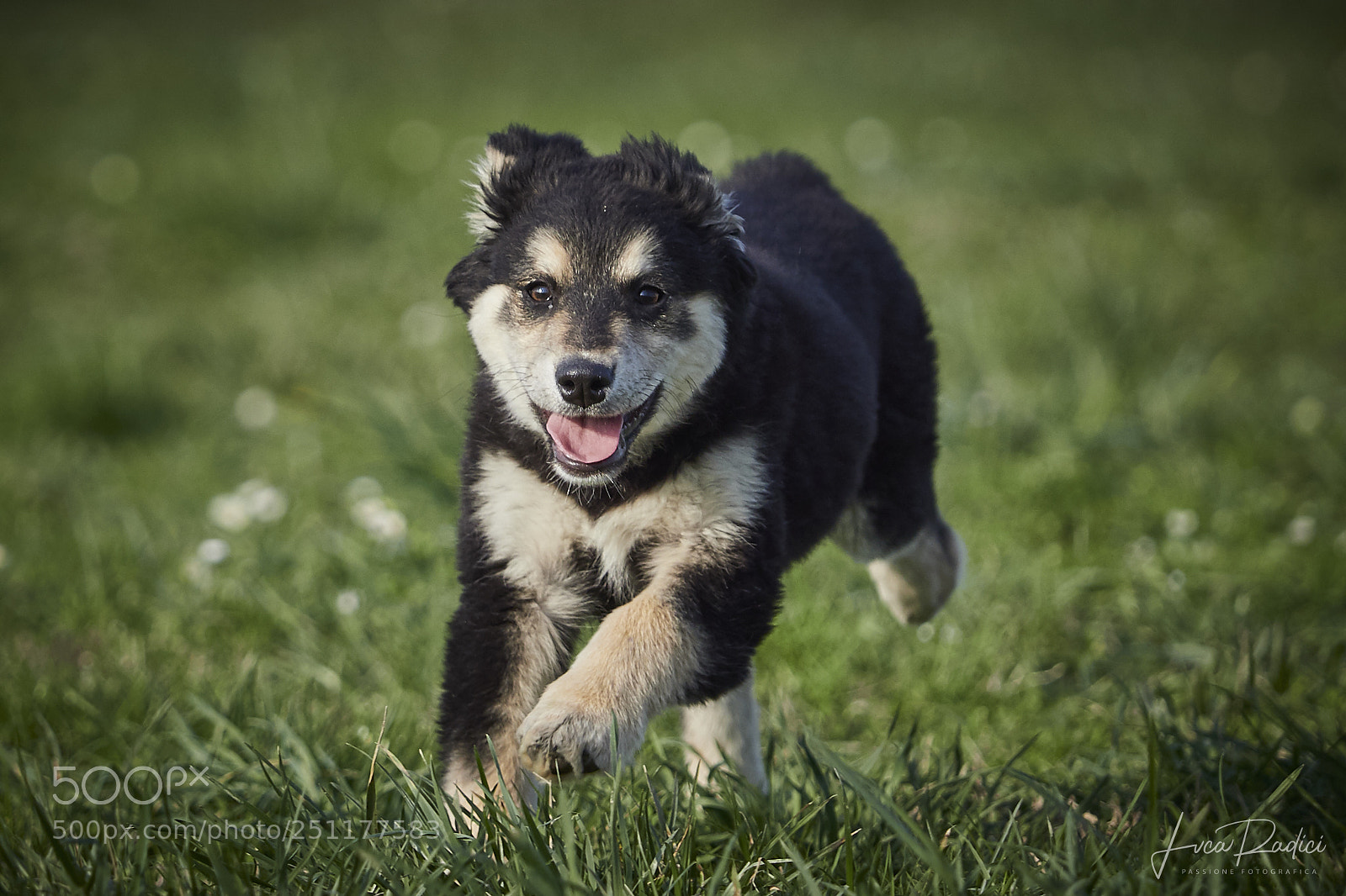 Olympus OM-D E-M1 Mark II sample photo. Funny dog photography