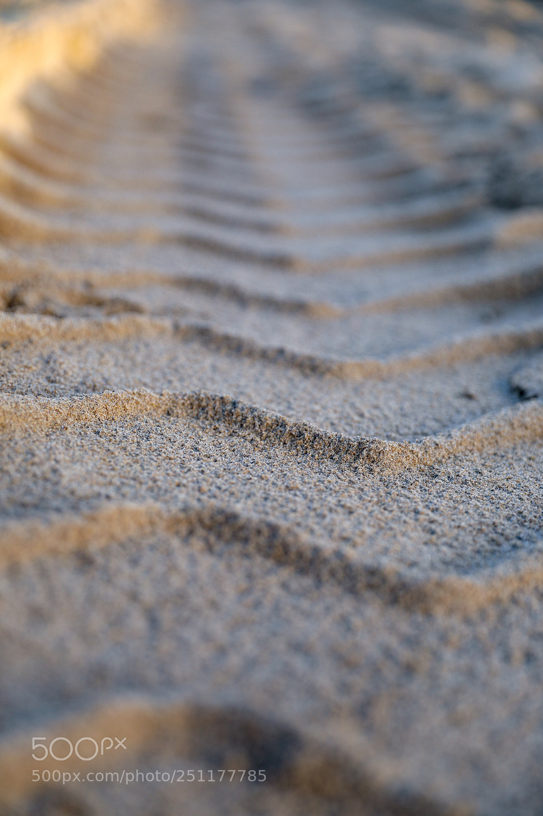 Canon EOS 5D Mark IV sample photo. Suis la trace  photography