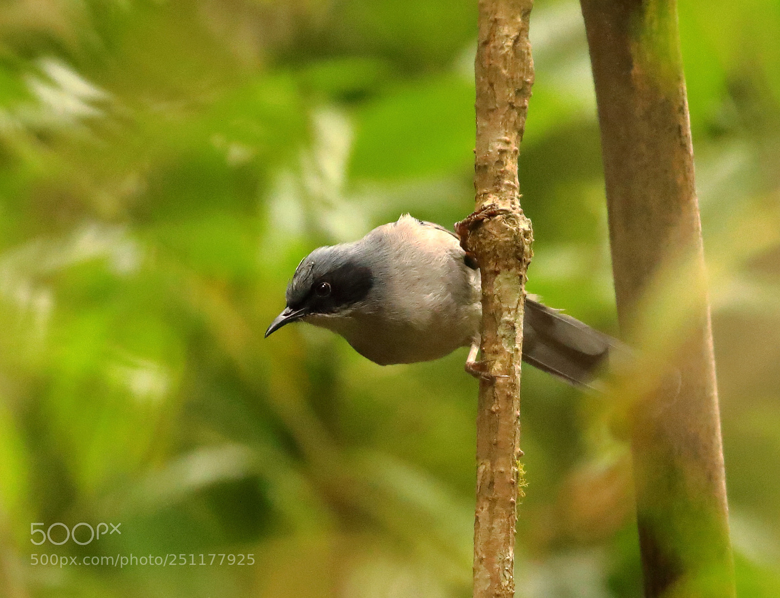 Canon EOS 5D Mark IV sample photo. Beautiful sibia - eaglenest photography