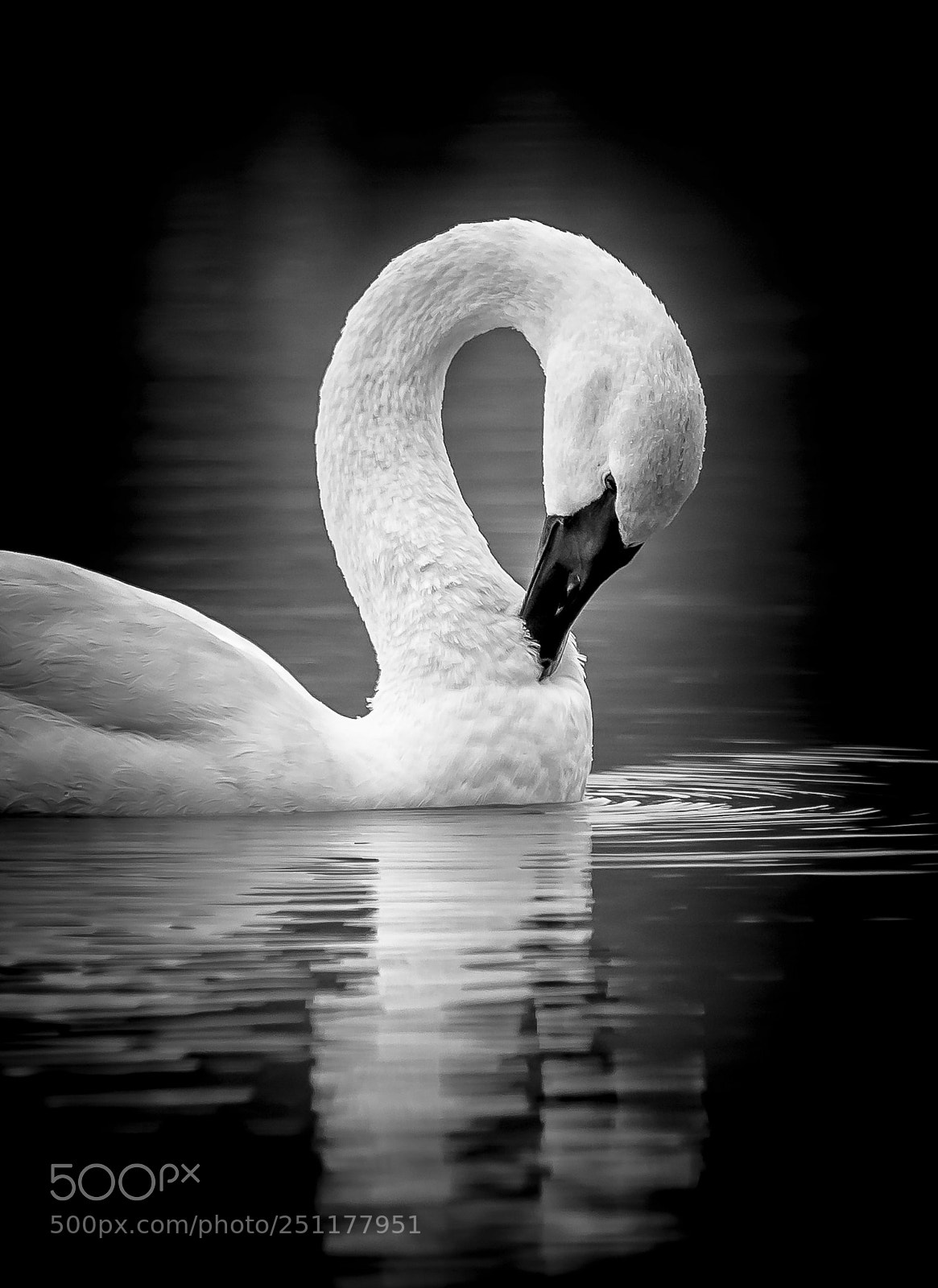 Sony SLT-A99V sample photo. Preening swan photography