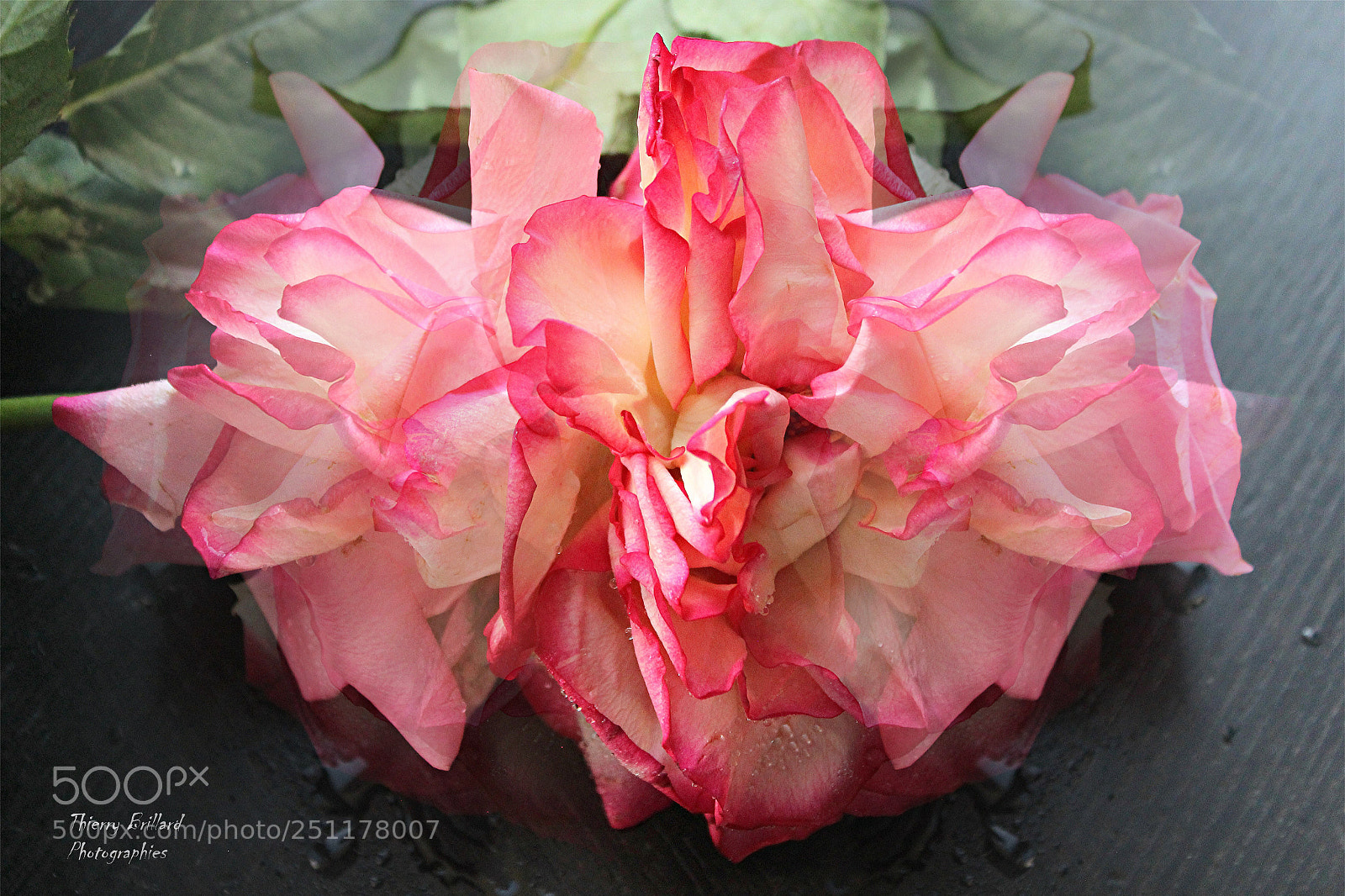 Canon EOS 600D (Rebel EOS T3i / EOS Kiss X5) sample photo. Bouquet flou de roses photography