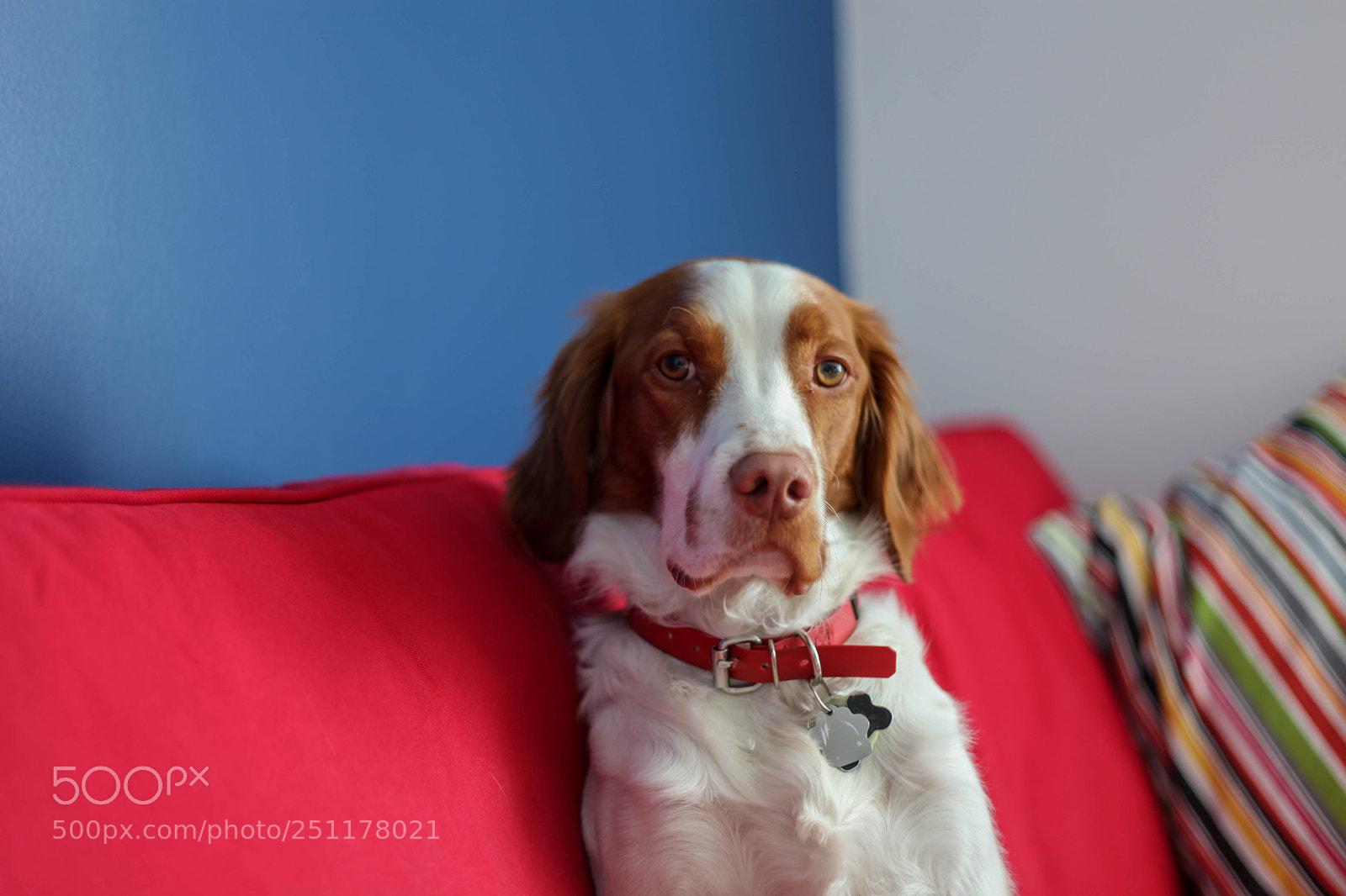 Canon EOS 5D Mark II sample photo. Apply for any treat photography