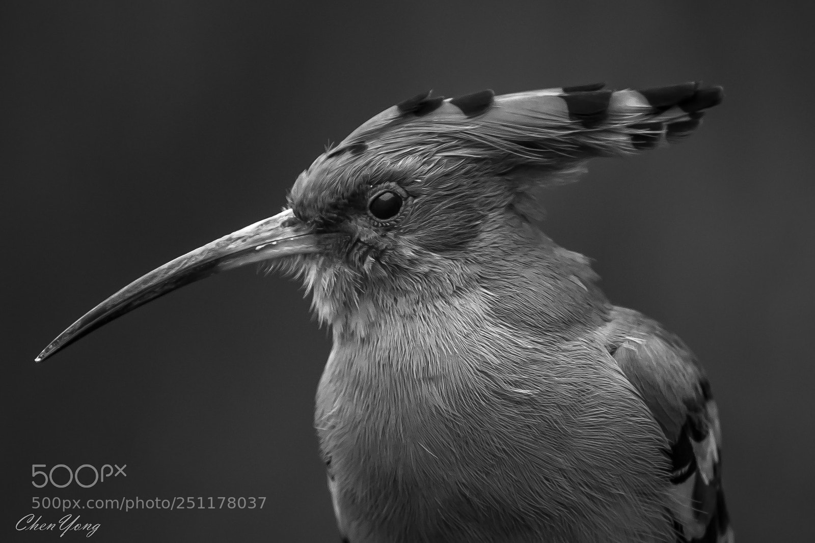 Nikon D5 sample photo. Hoopoe photography