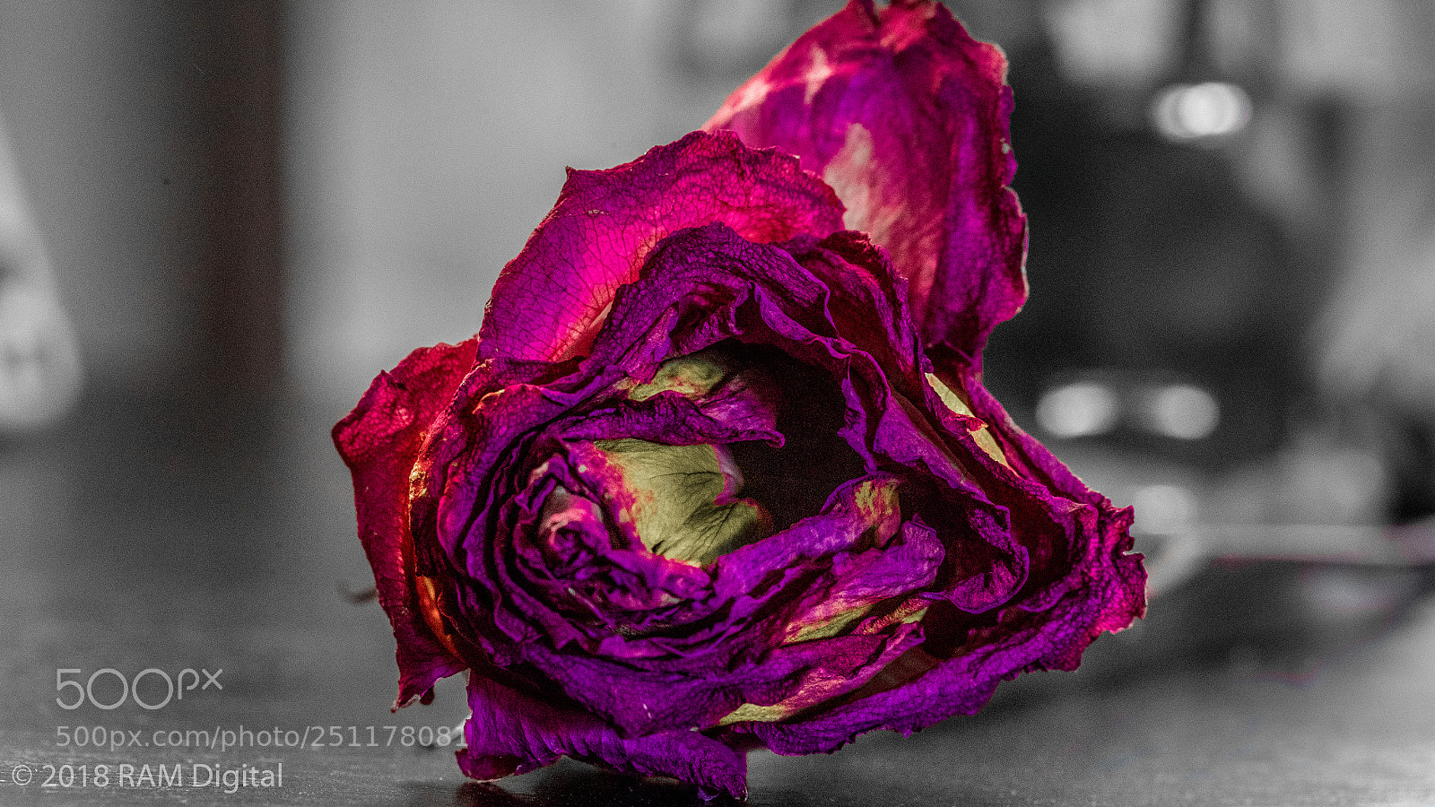 Canon EOS-1D X Mark II sample photo. Beauty in decay photography
