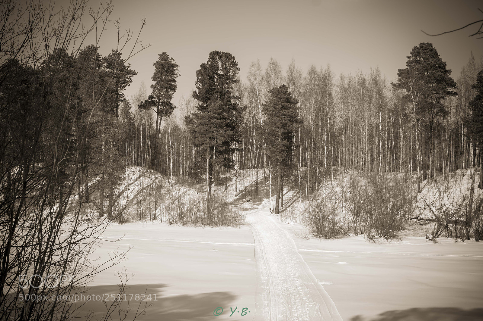 Pentax K-70 sample photo. Winter forest b&w photography