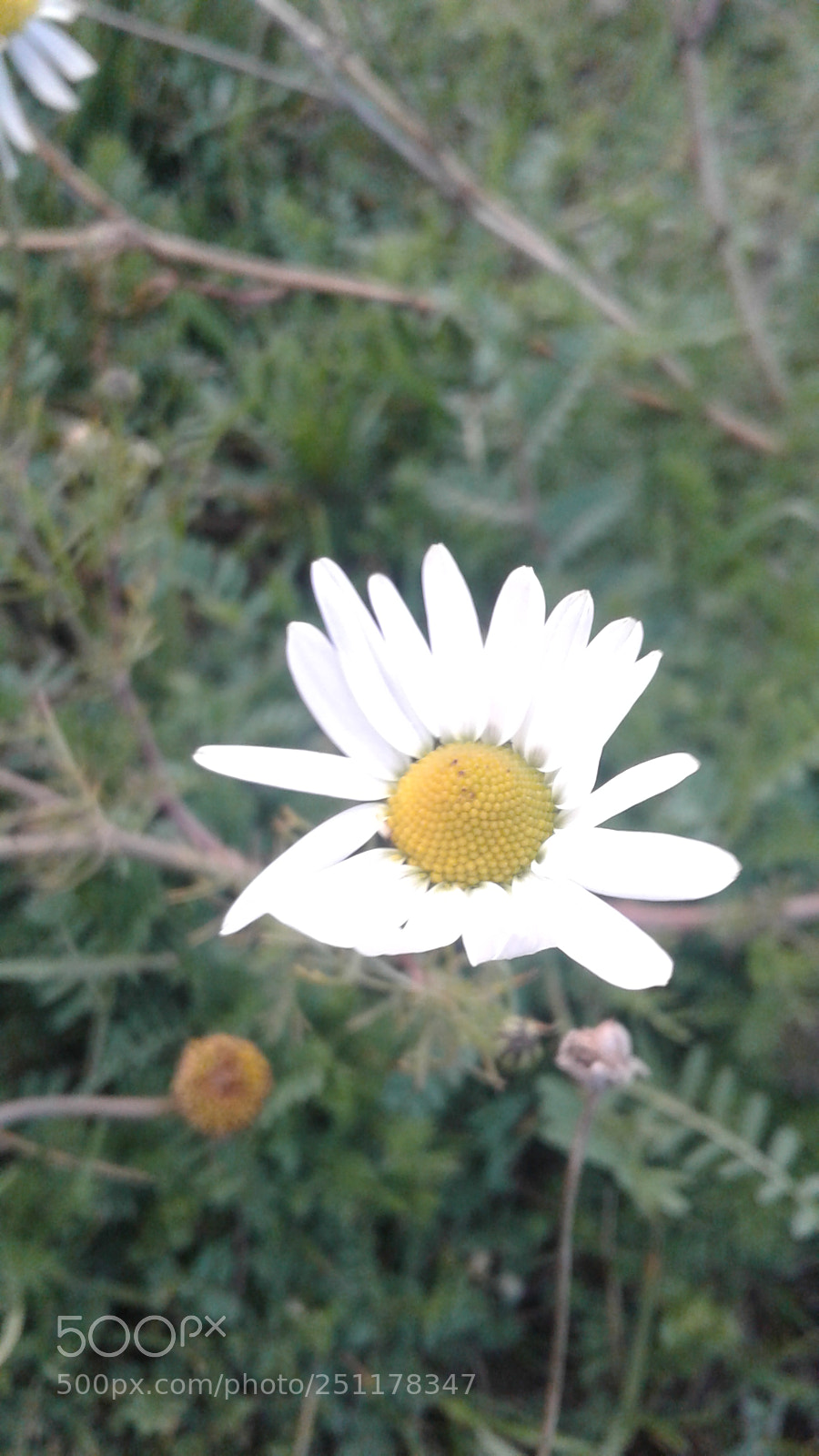 Samsung Galaxy J1 sample photo. Untitled photography