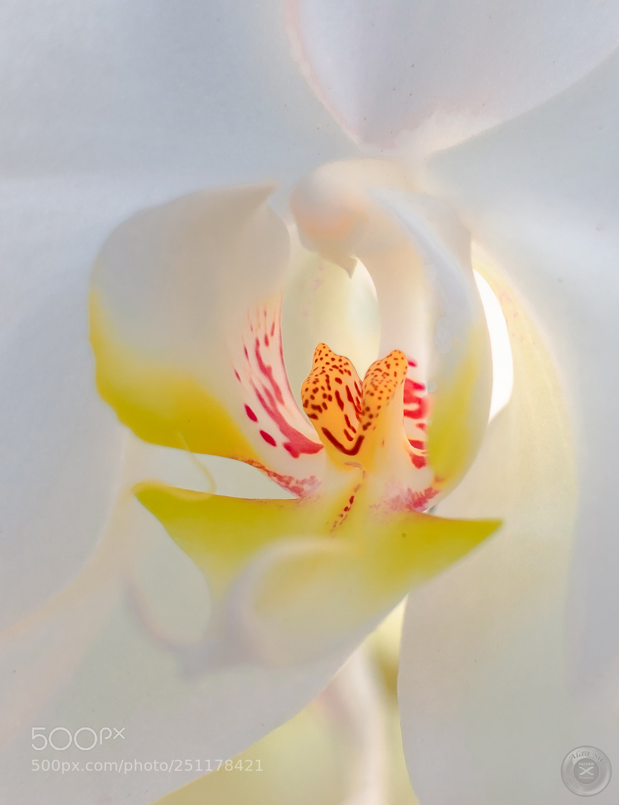Fujifilm X-E2S sample photo. Deep inside white flower photography