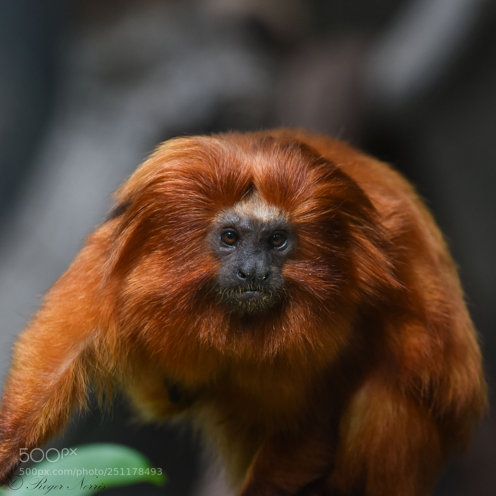 Nikon D810 sample photo. Golden lion tamarin photography