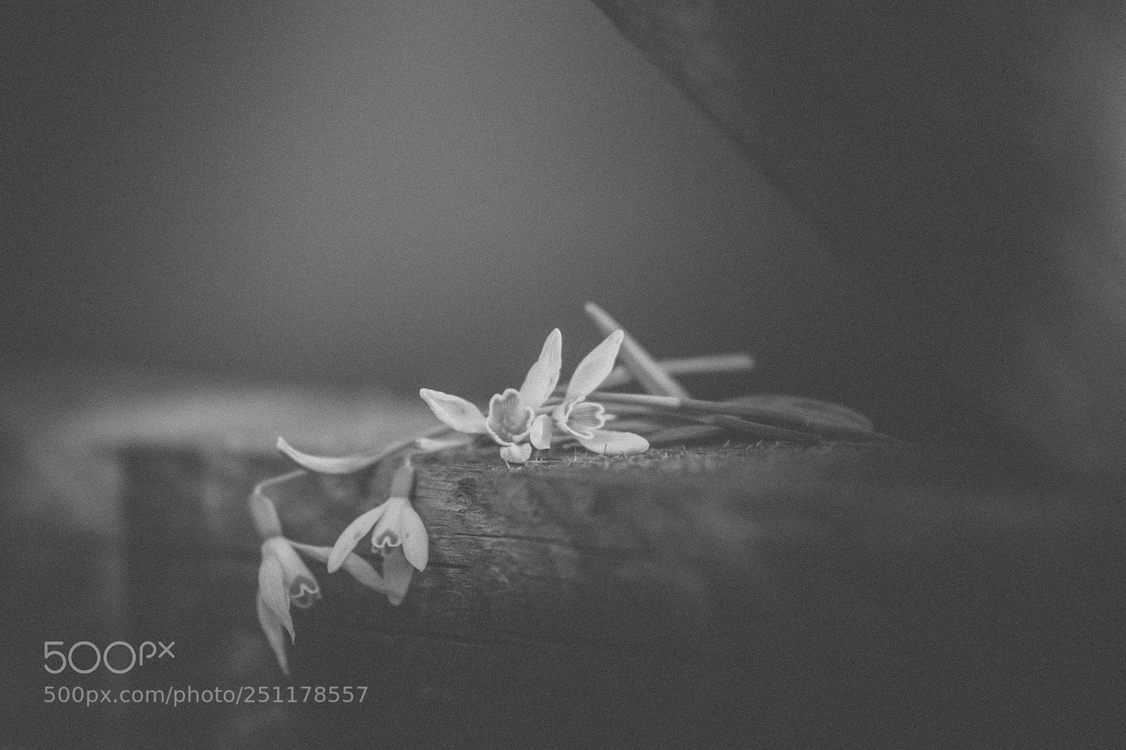 Canon EOS 5D sample photo. Snowdrops photography
